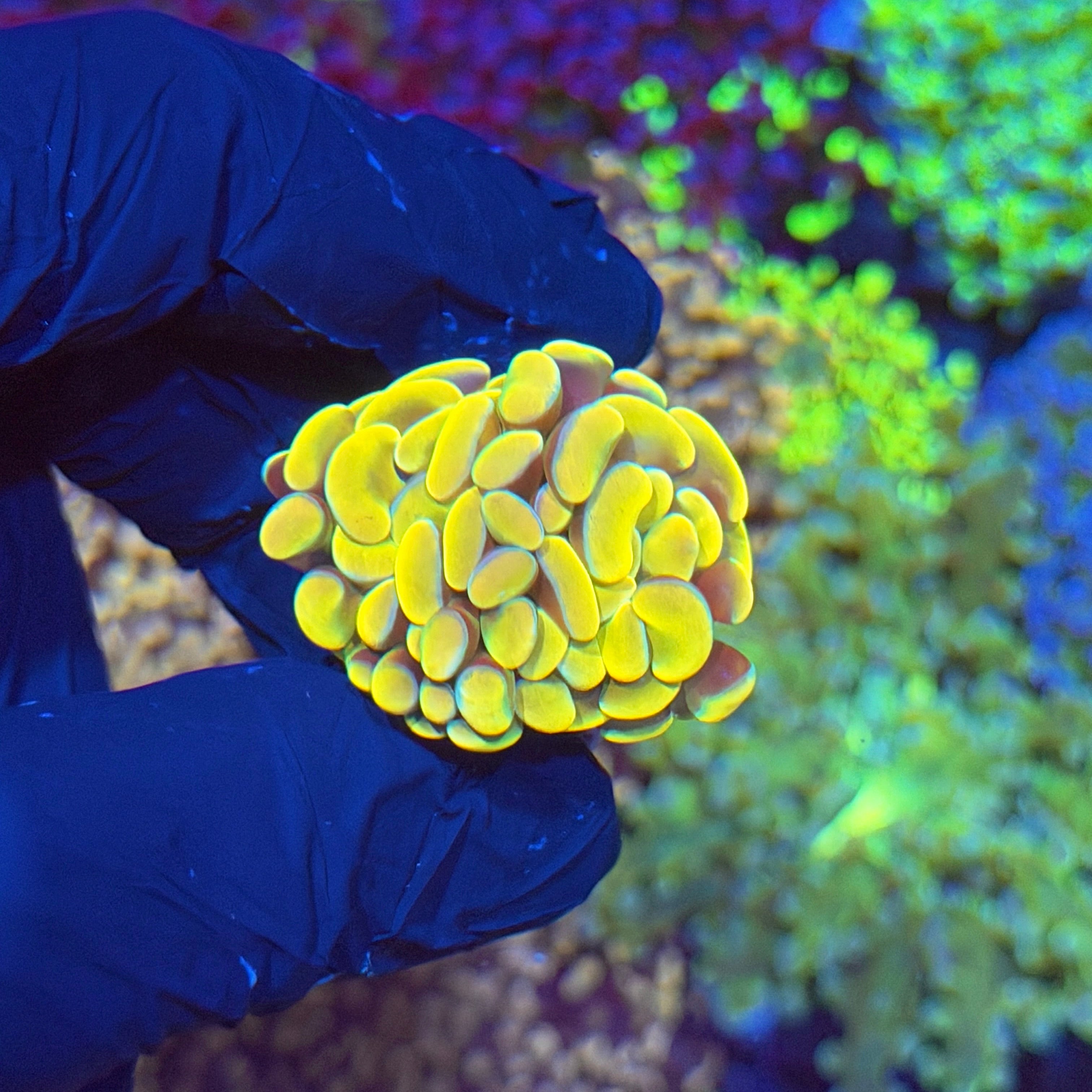 JEA Jelly Bean Hammer Coral 6/3