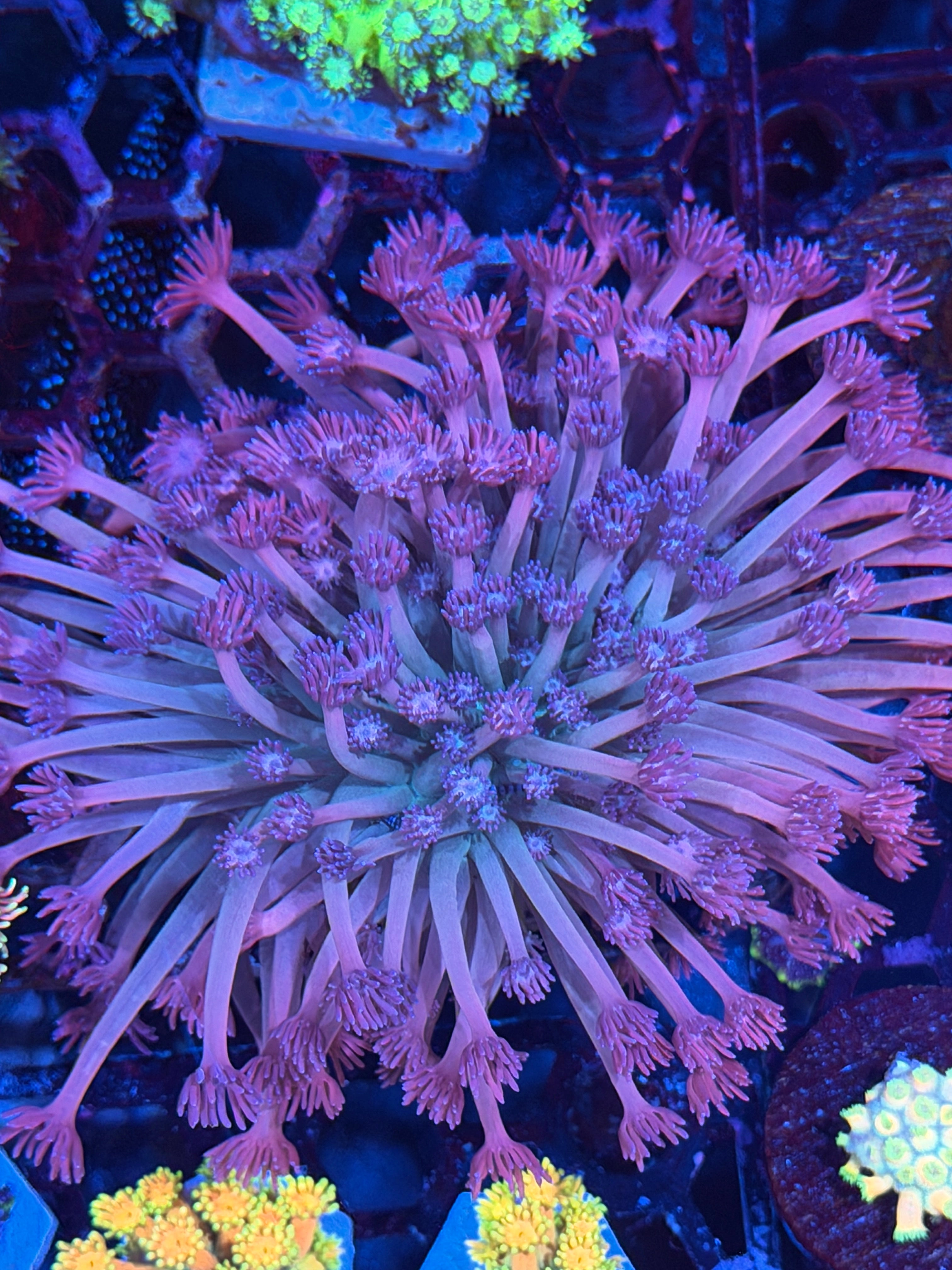 JEA Smarties Goniopora Colony XXL