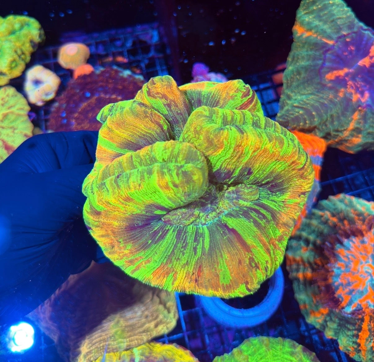 Unique Striped Trachyphyllia Meat Coral XXL Show Piece