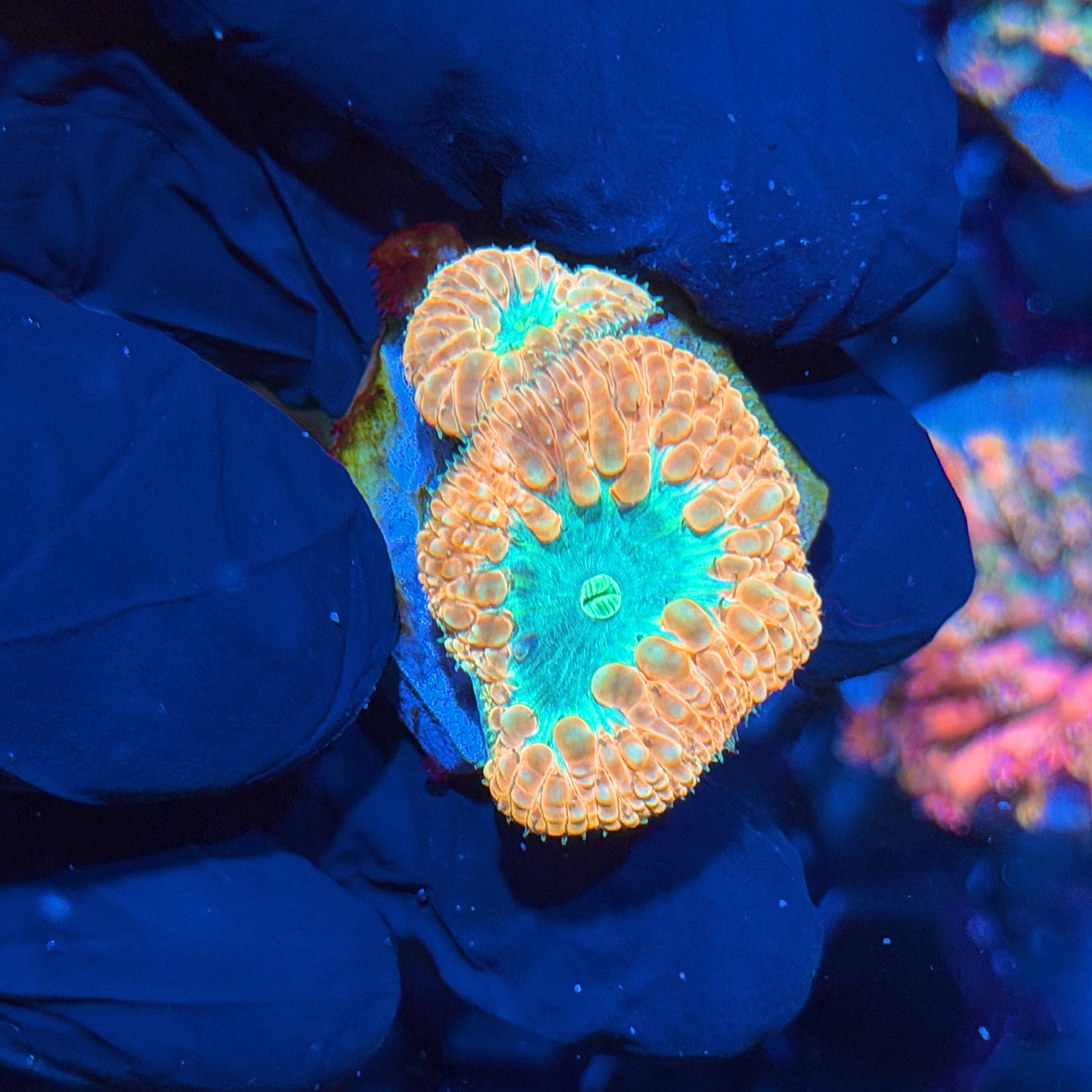 JEA Creamsicle Blastomussa Coral 2 Heads 6/3