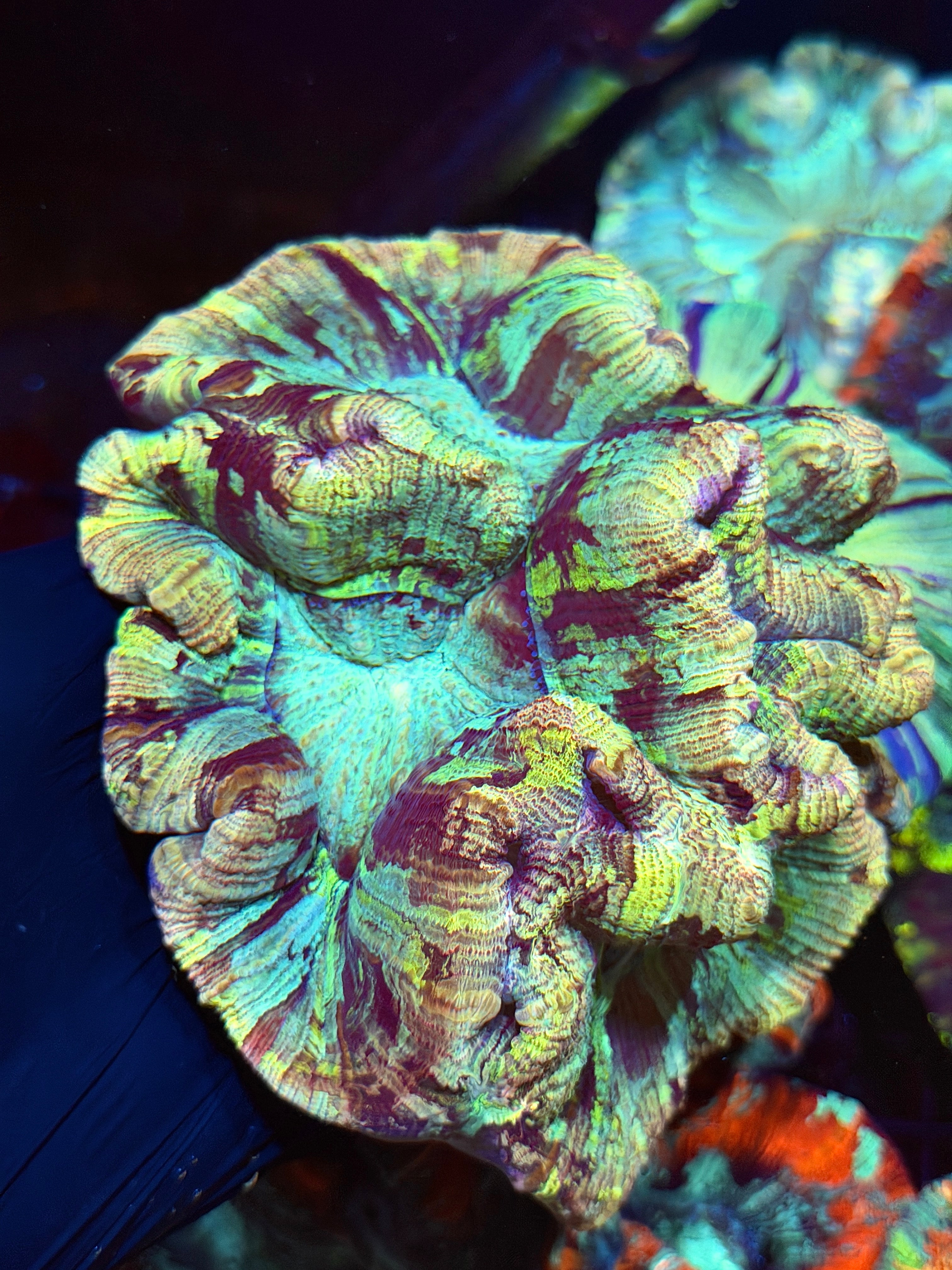 Rainbow Camo Trachyphyllia Meat Coral XXL Show 9/5