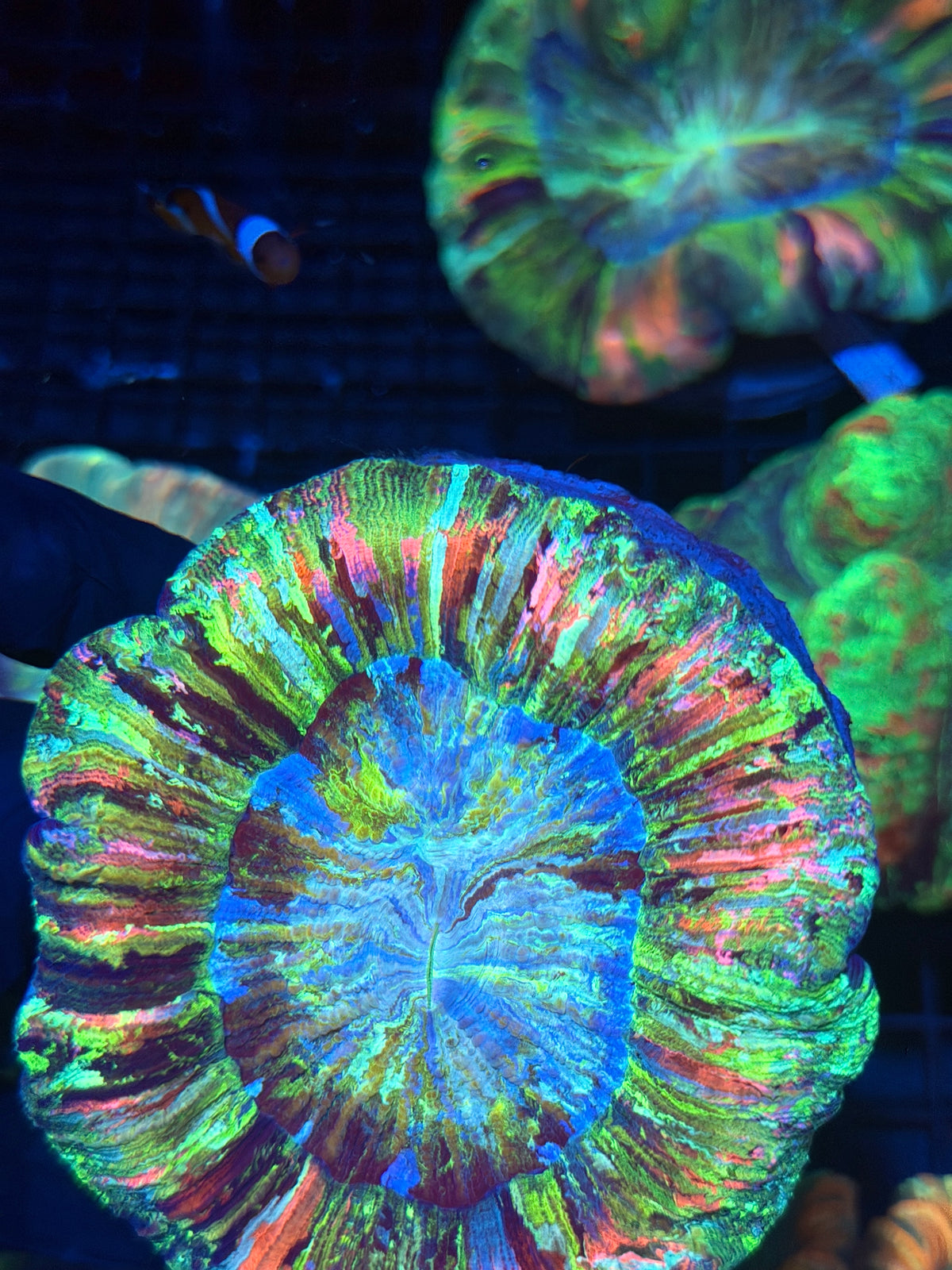 Insane Pink / Rainbow Wellsophyllia Meat Coral XL Show Piece 9/28