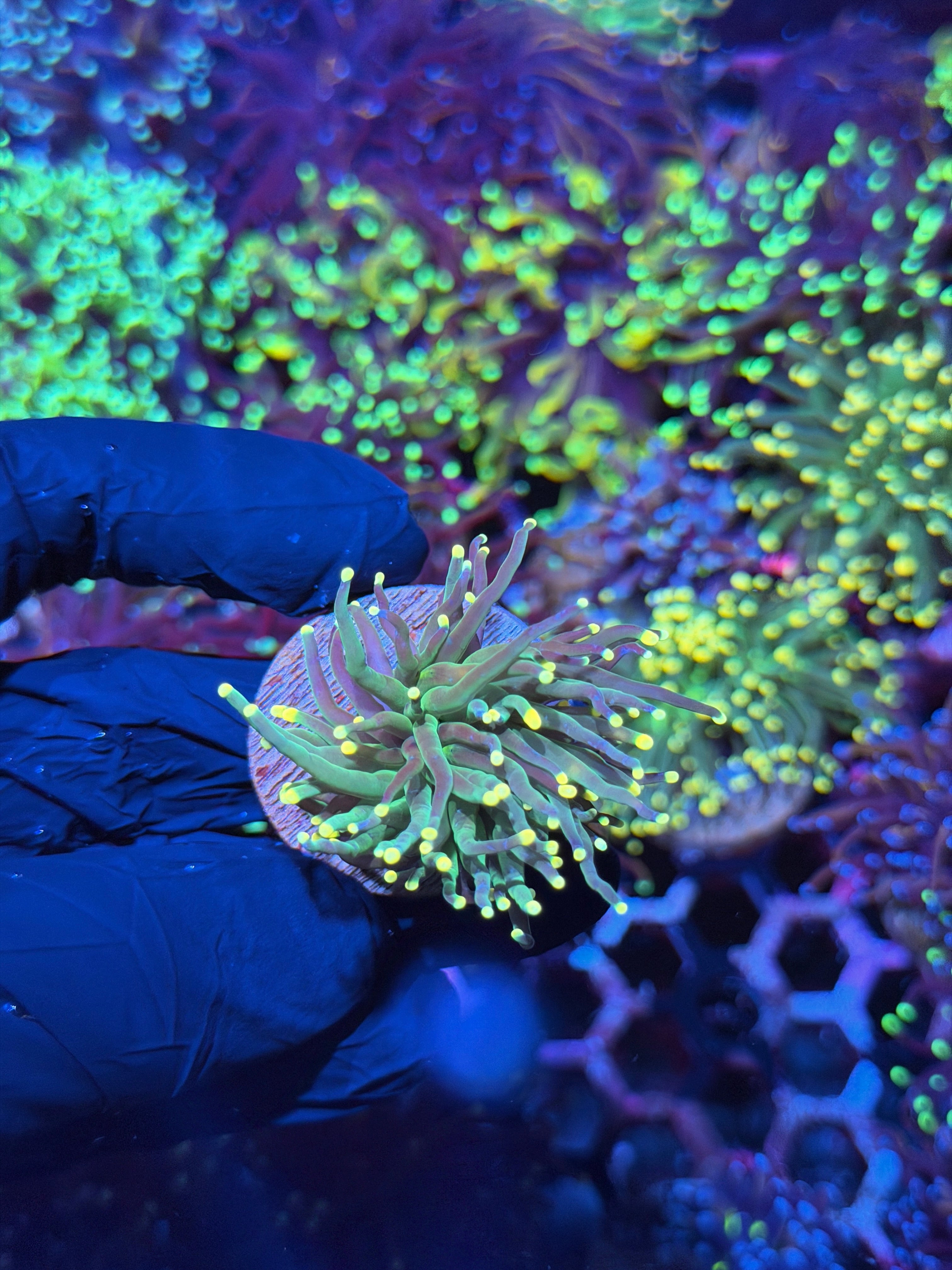 JEA Lemon Drop Torch Coral 1 Head XL