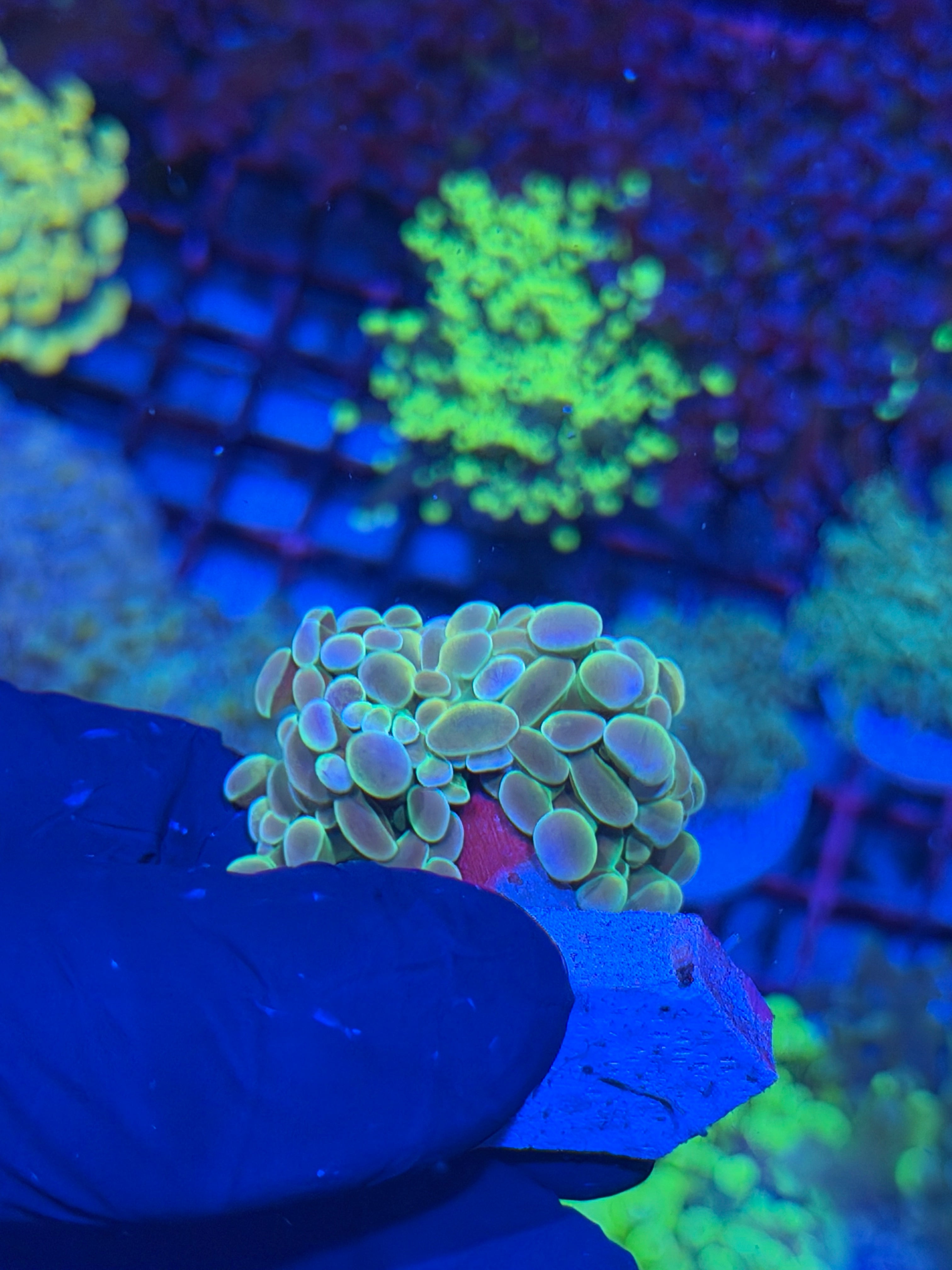 JEA Rainbow Fusion Hammer Coral 1 XL Head 7/21