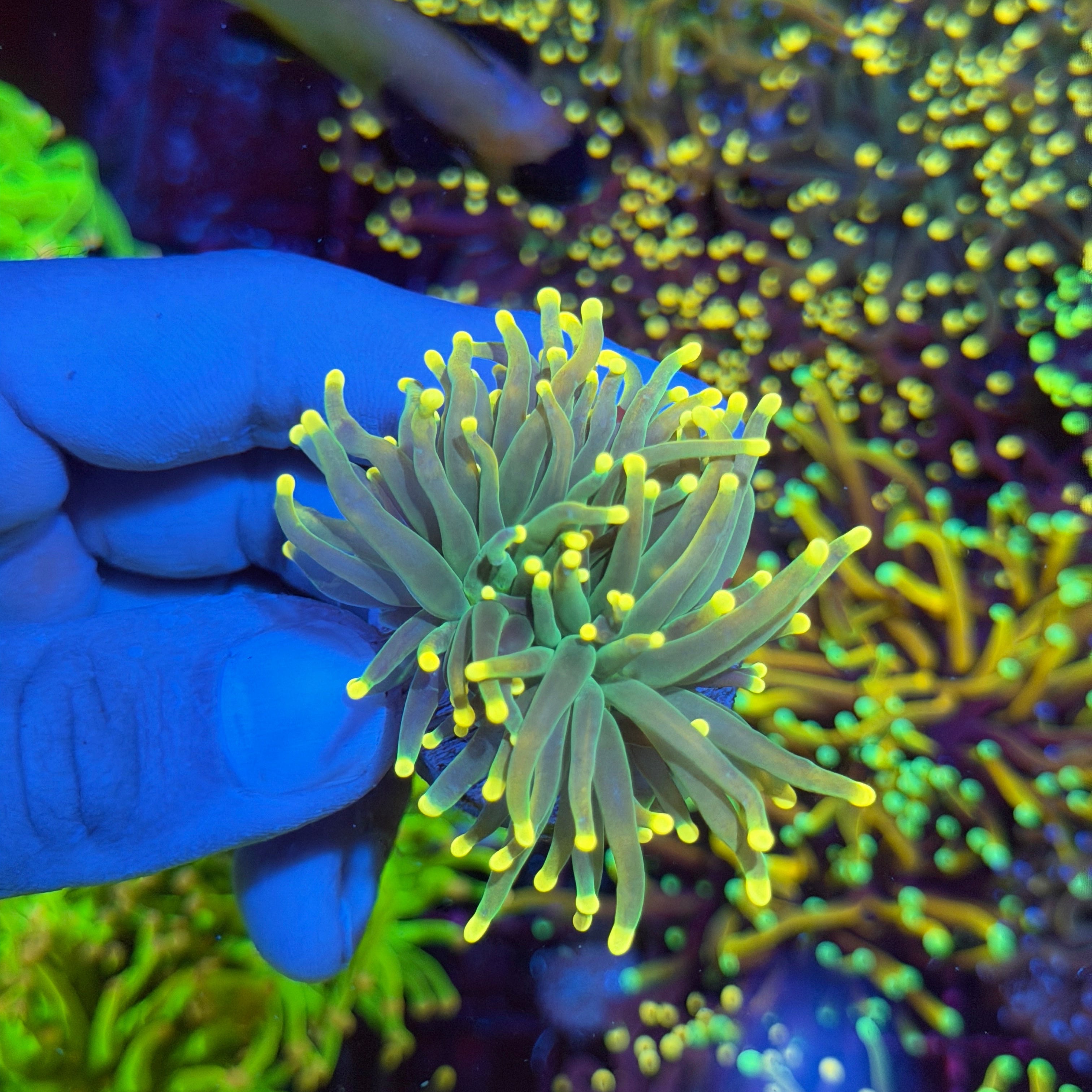 JEA Lemon Drop Torch Coral 2 Heads 6/4