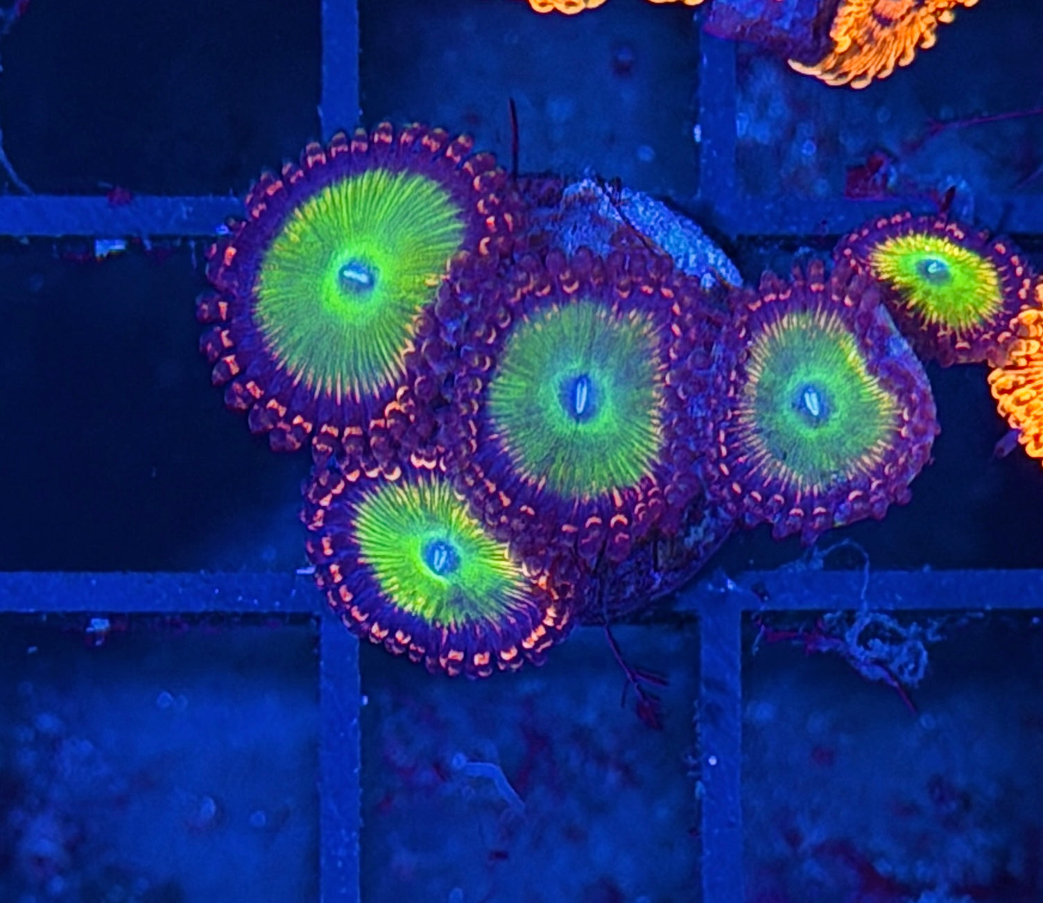 JEA Cosmic Apple 5 Polyps XL 7/31