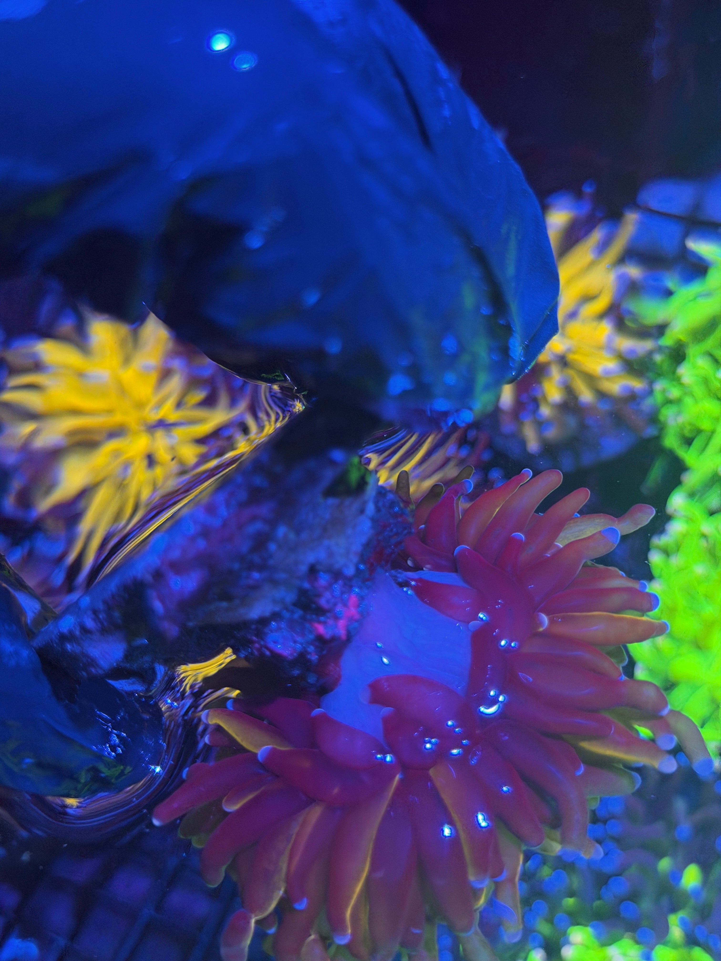 JEA Grafted Orange Tiger Torch Coral 1 XL Head