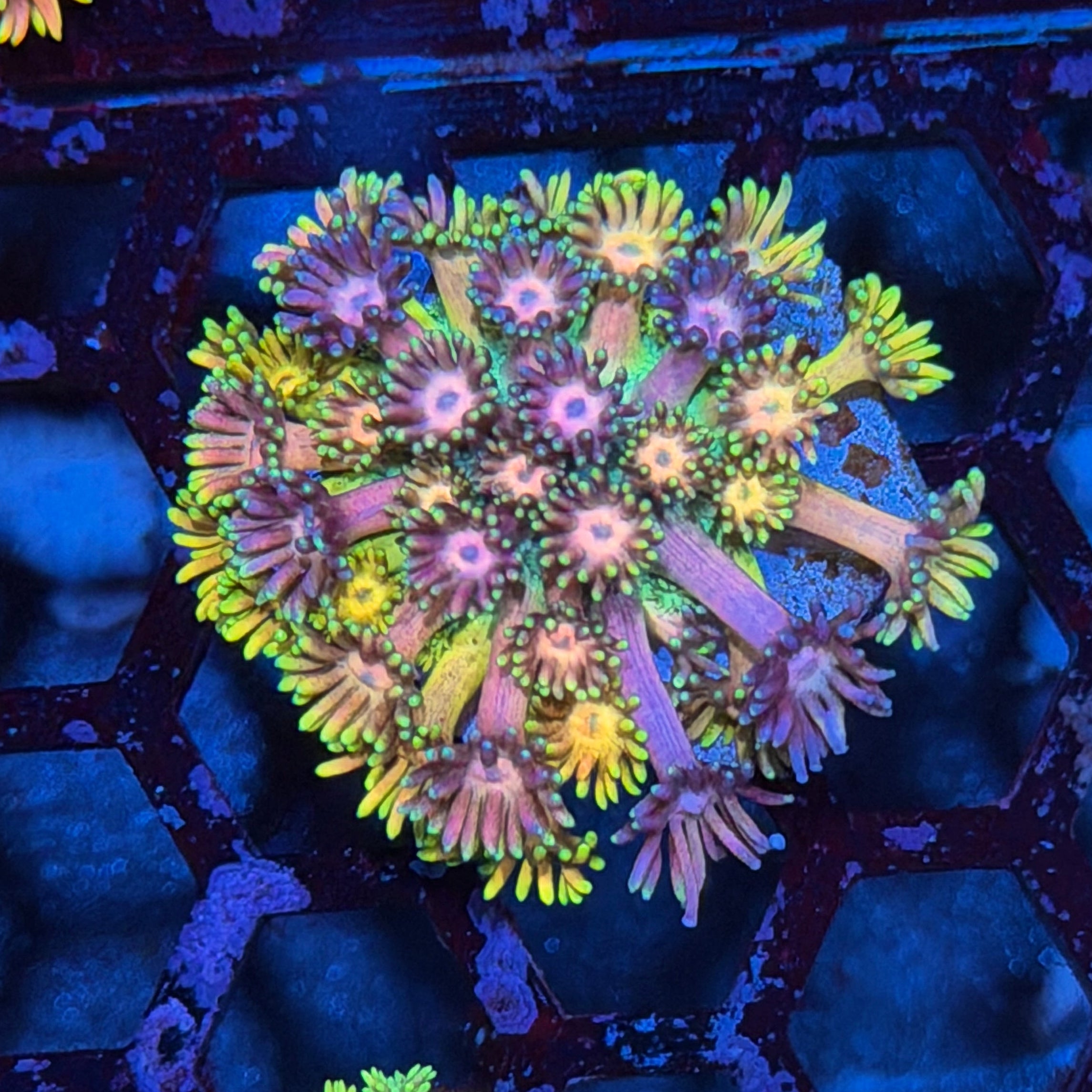 JEA Rainbow Meltdown Goniopora 6/3