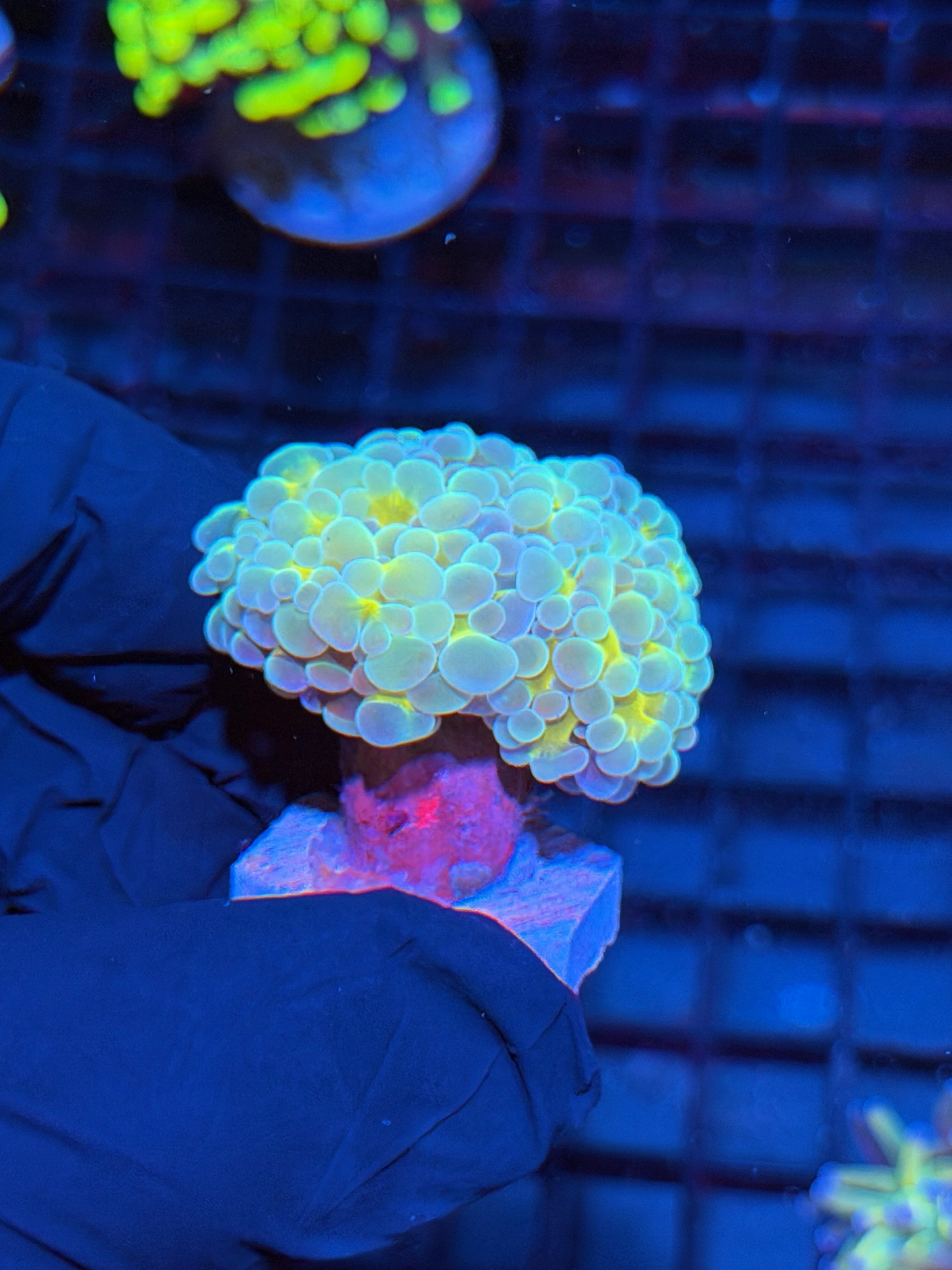 JEA Thors Hammer Coral 2 Heads Splitting XL 6/4