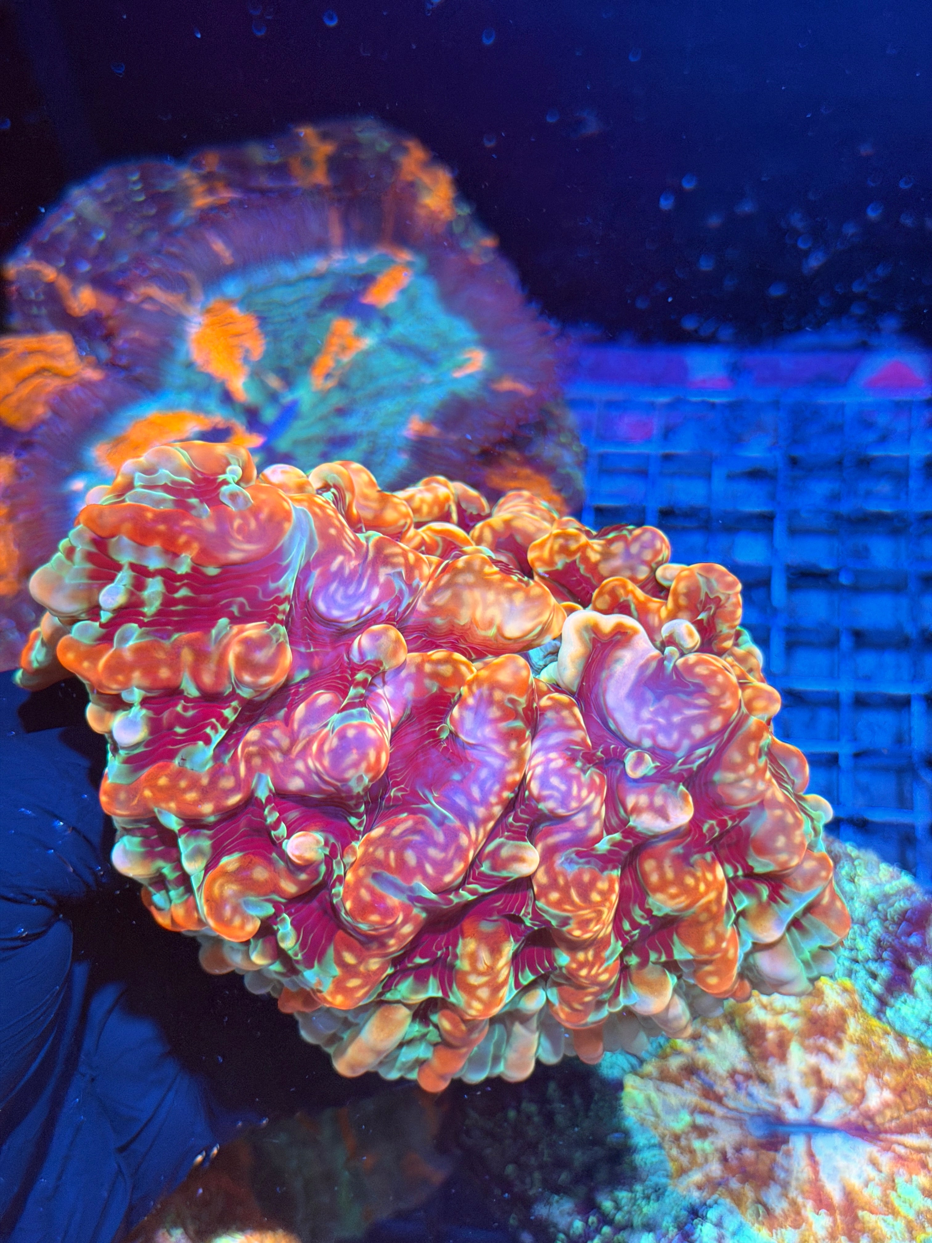 Insane Bouncing Rainbow Indophyllia Meat Coral XXL Show Piece