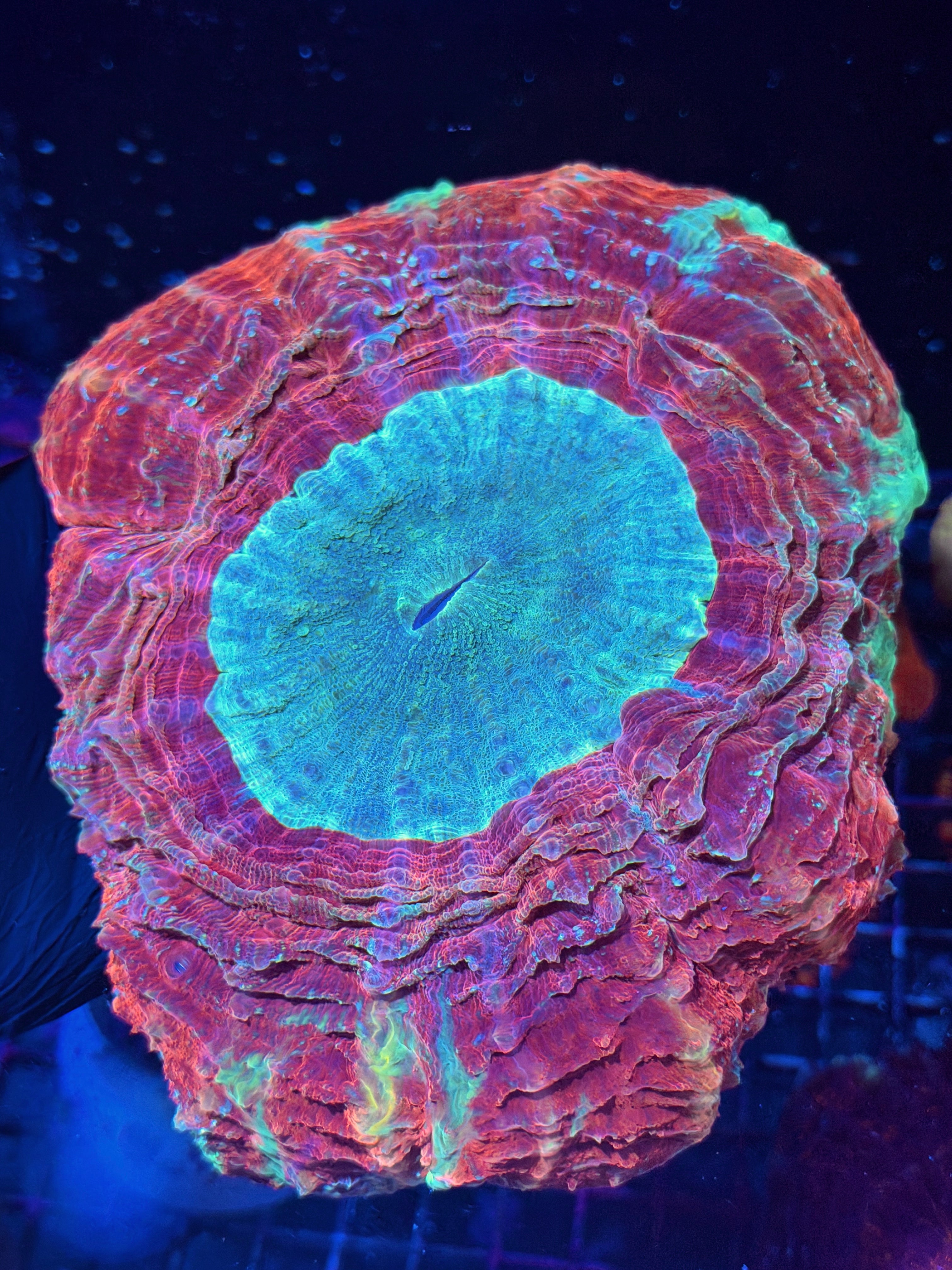 Red Multicolor Acanthophyllia Meat Coral XXXL Show Piece
