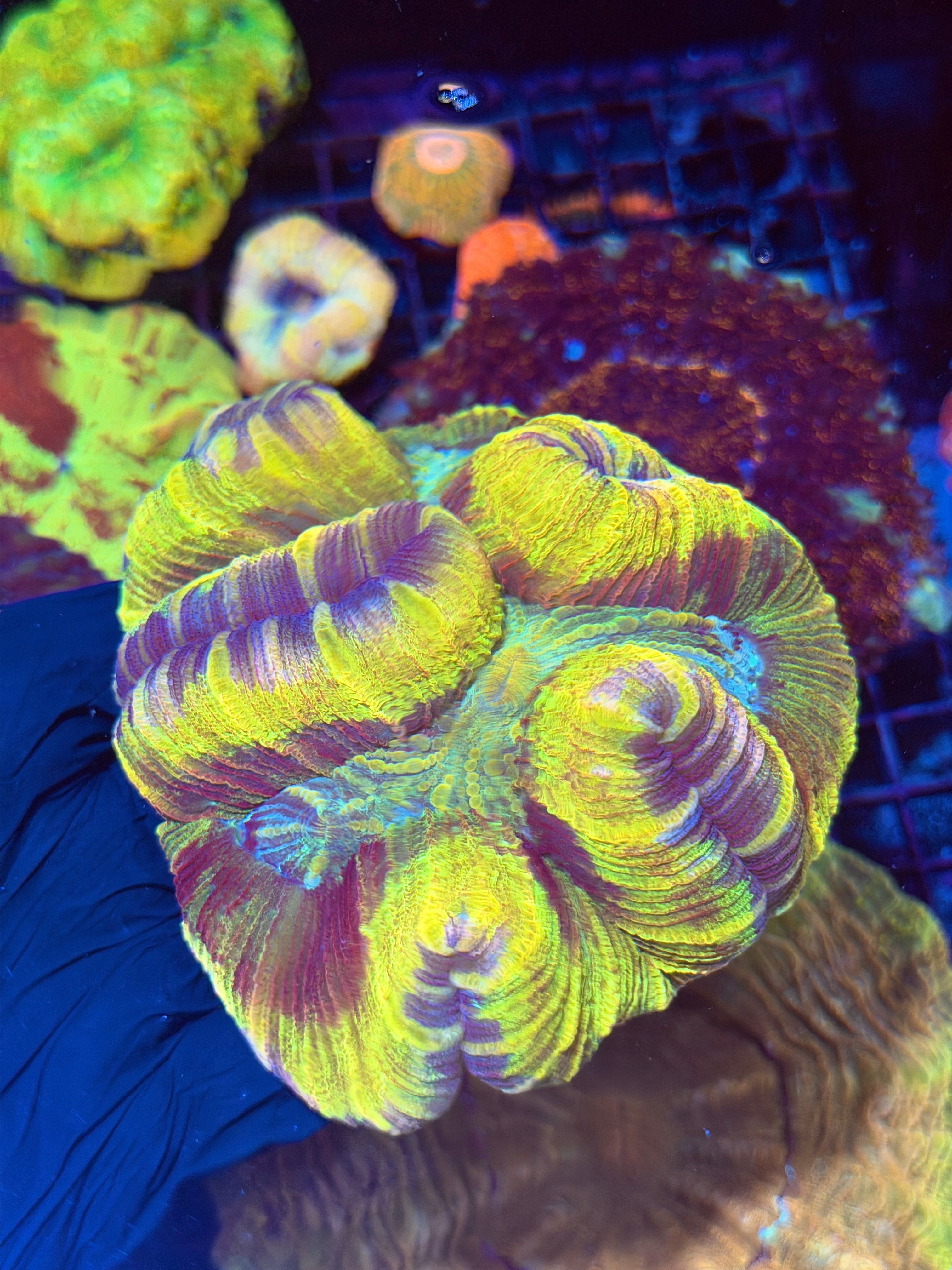 Insane Yellow Tie Die Trachyphyllia Meat Coral XXL