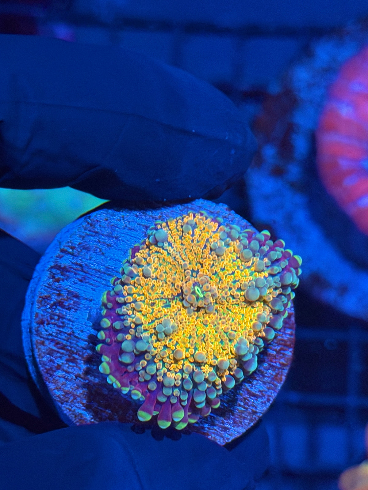 JEA Orange Galaxy Yuma Mushroom Coral XL 9/28