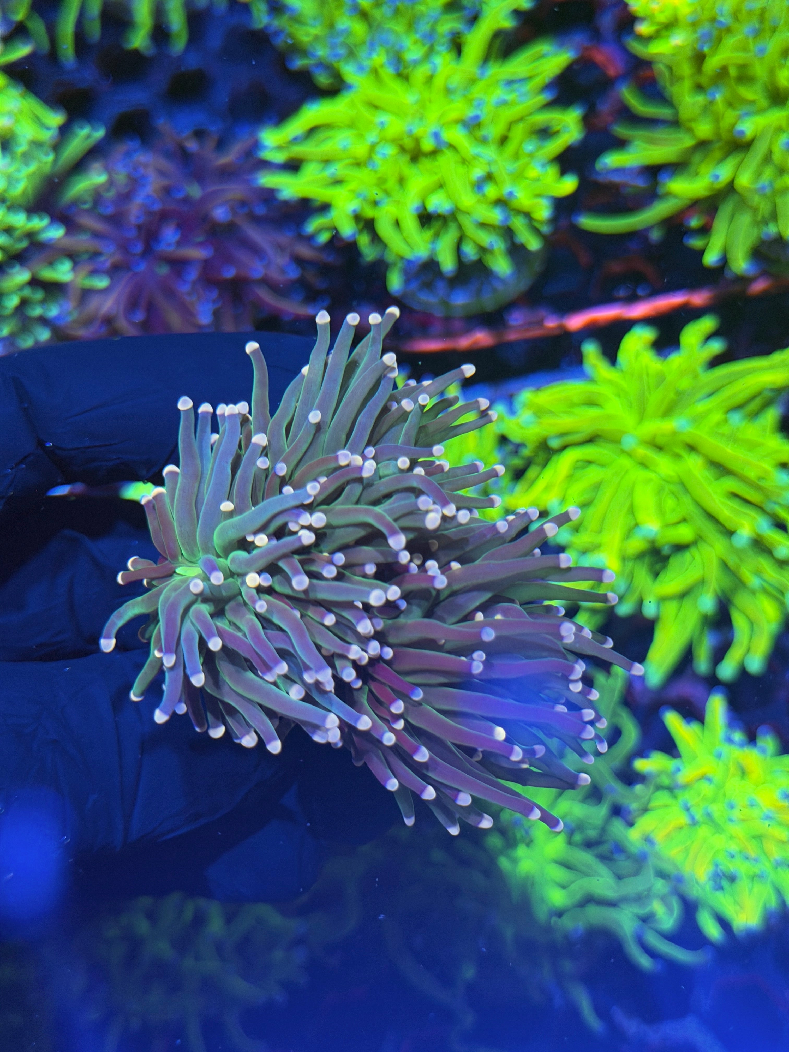 JEA Strawberry Shortcake Torch Coral 3 Heads Splitting XXL *New Release*. 8/1