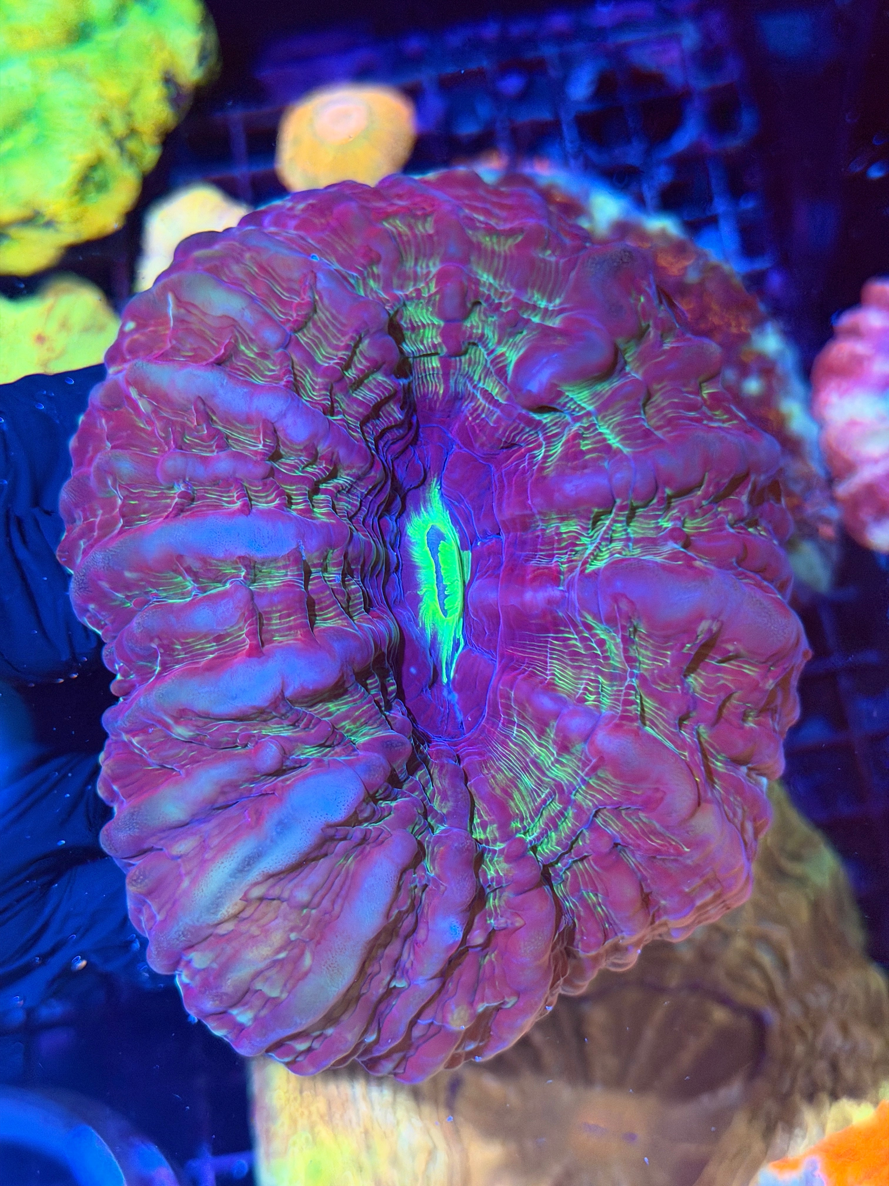 Insane Indophyllia Meat Coral XXL