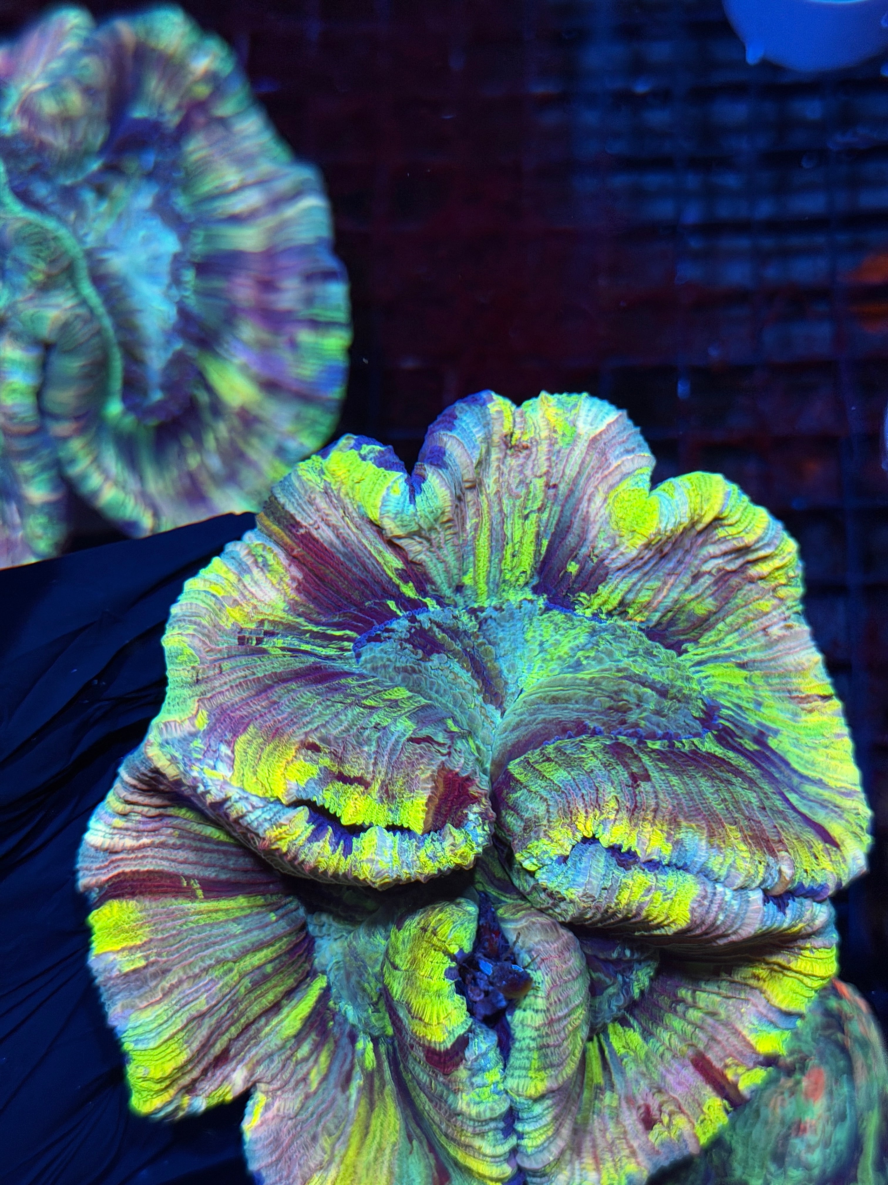 Rainbow Tie Dye Trachyphyllia Meat Coral XXL