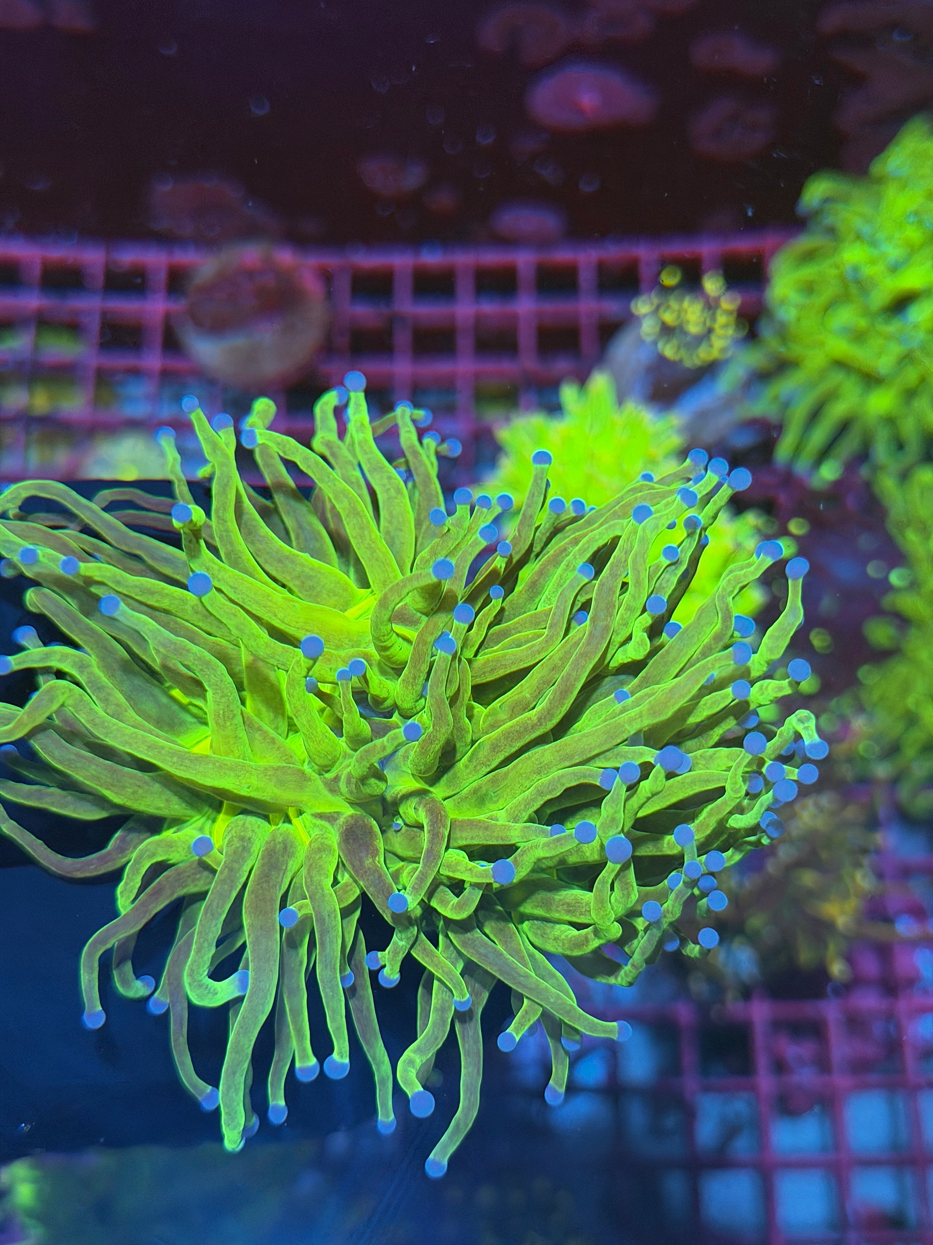 JEA Grafted Holy Grail Torch Coral 2 Heads XL 8/1