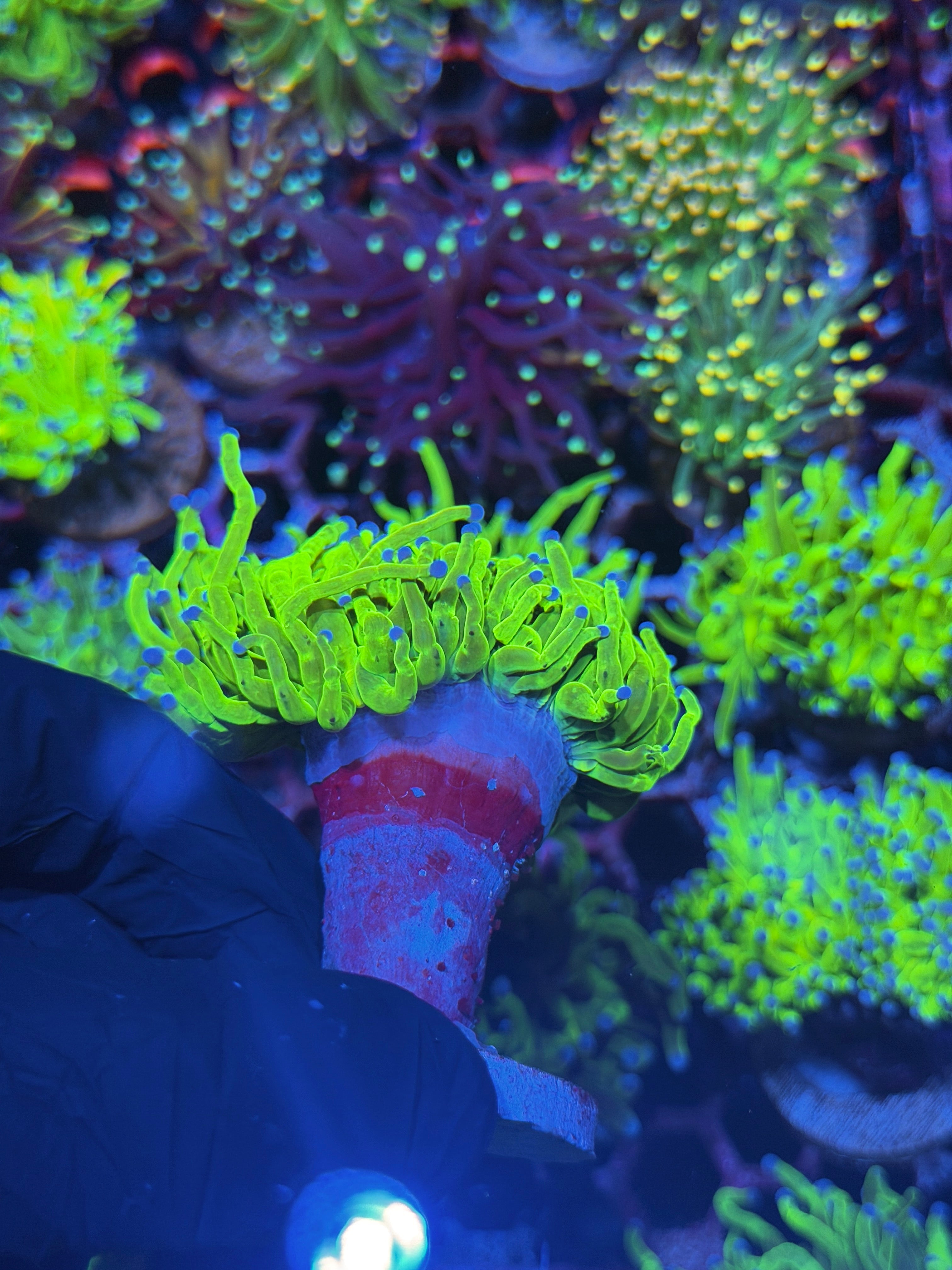 JEA 24K Holy Grail Torch Coral 1 XL Head Splitting 8/1