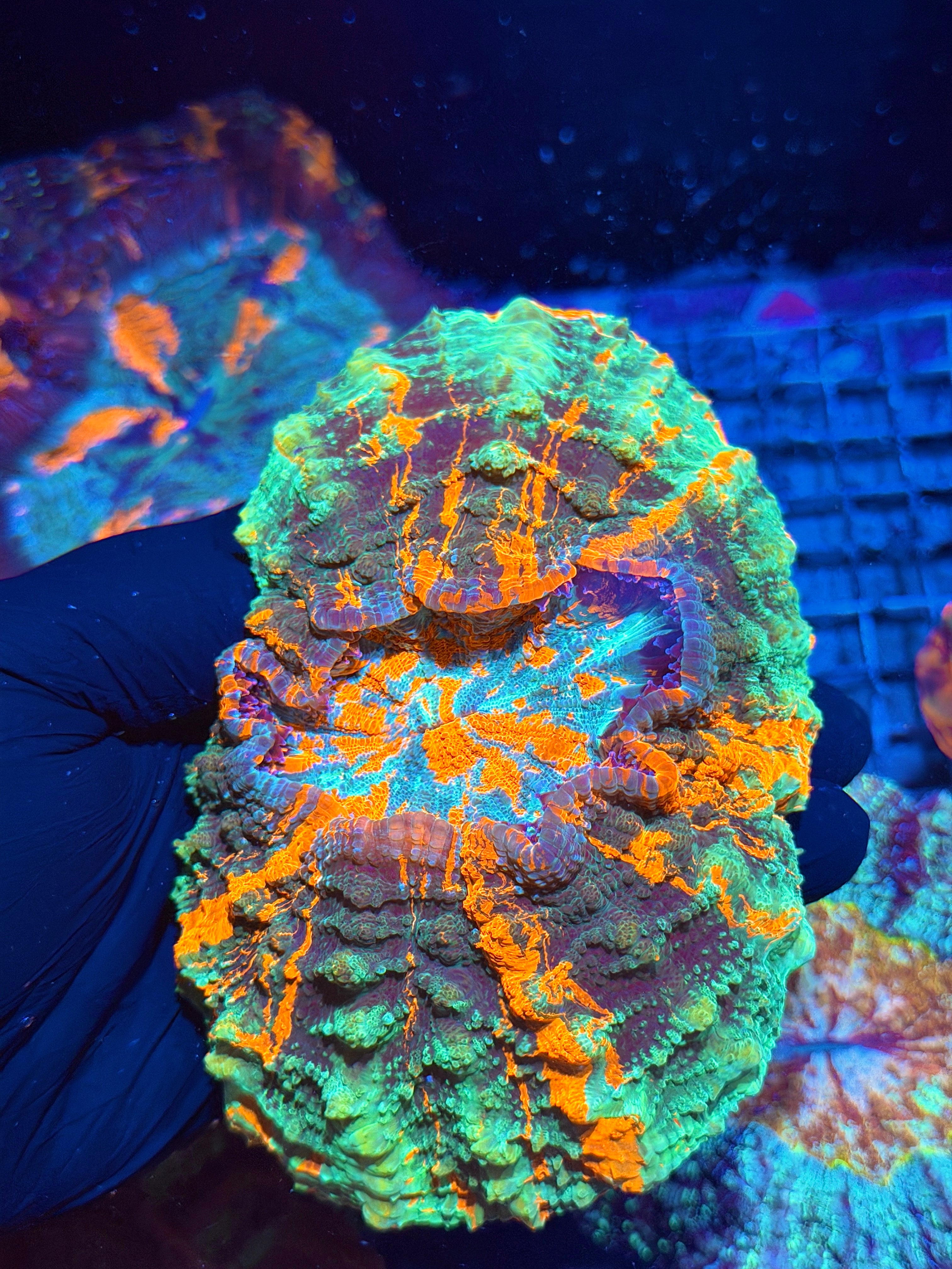 Bright Multicolor Striped Acanthophyllia Meat Coral XL