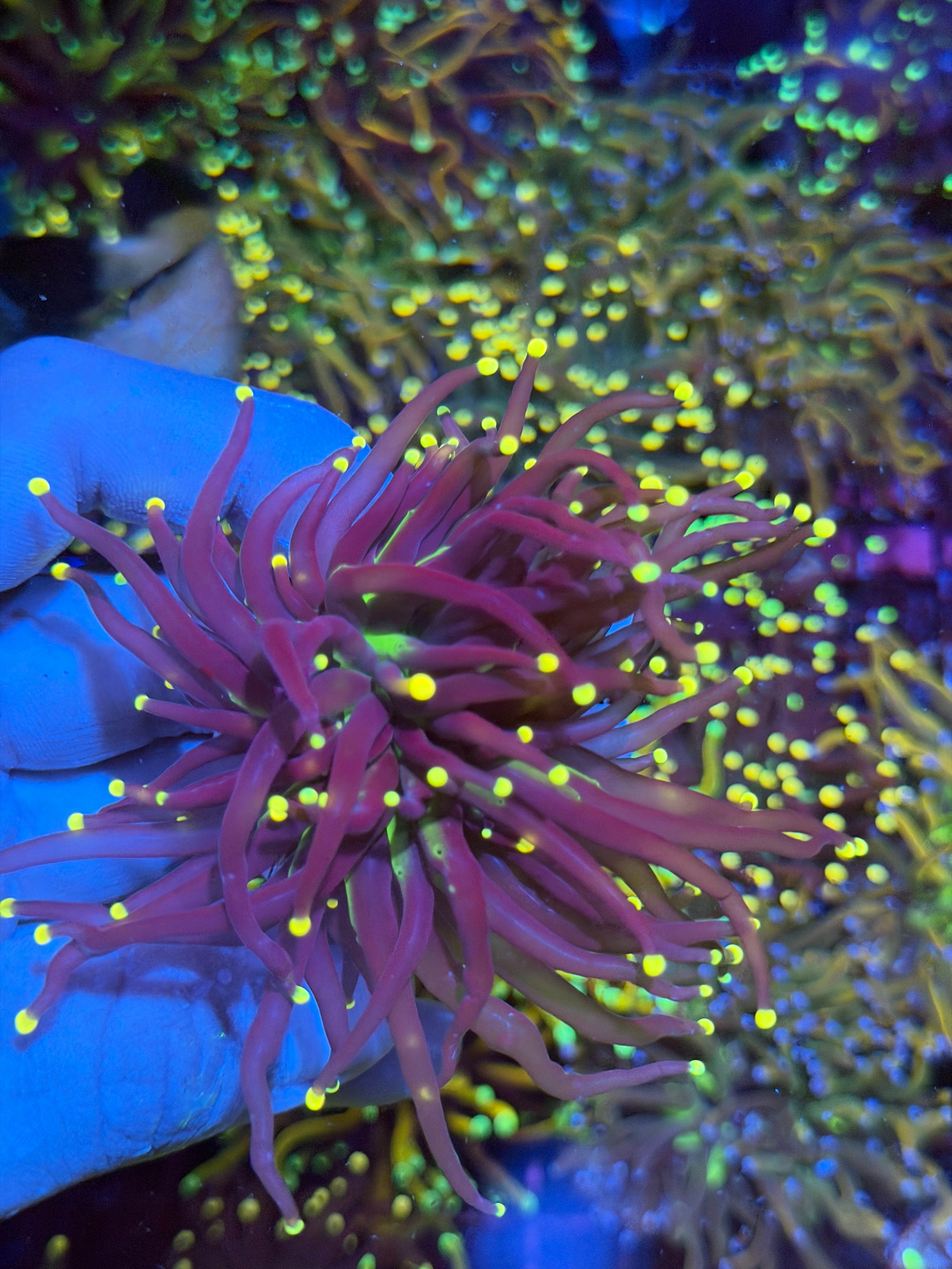JEA Joker Torch Coral 2 Heads XL 6/4