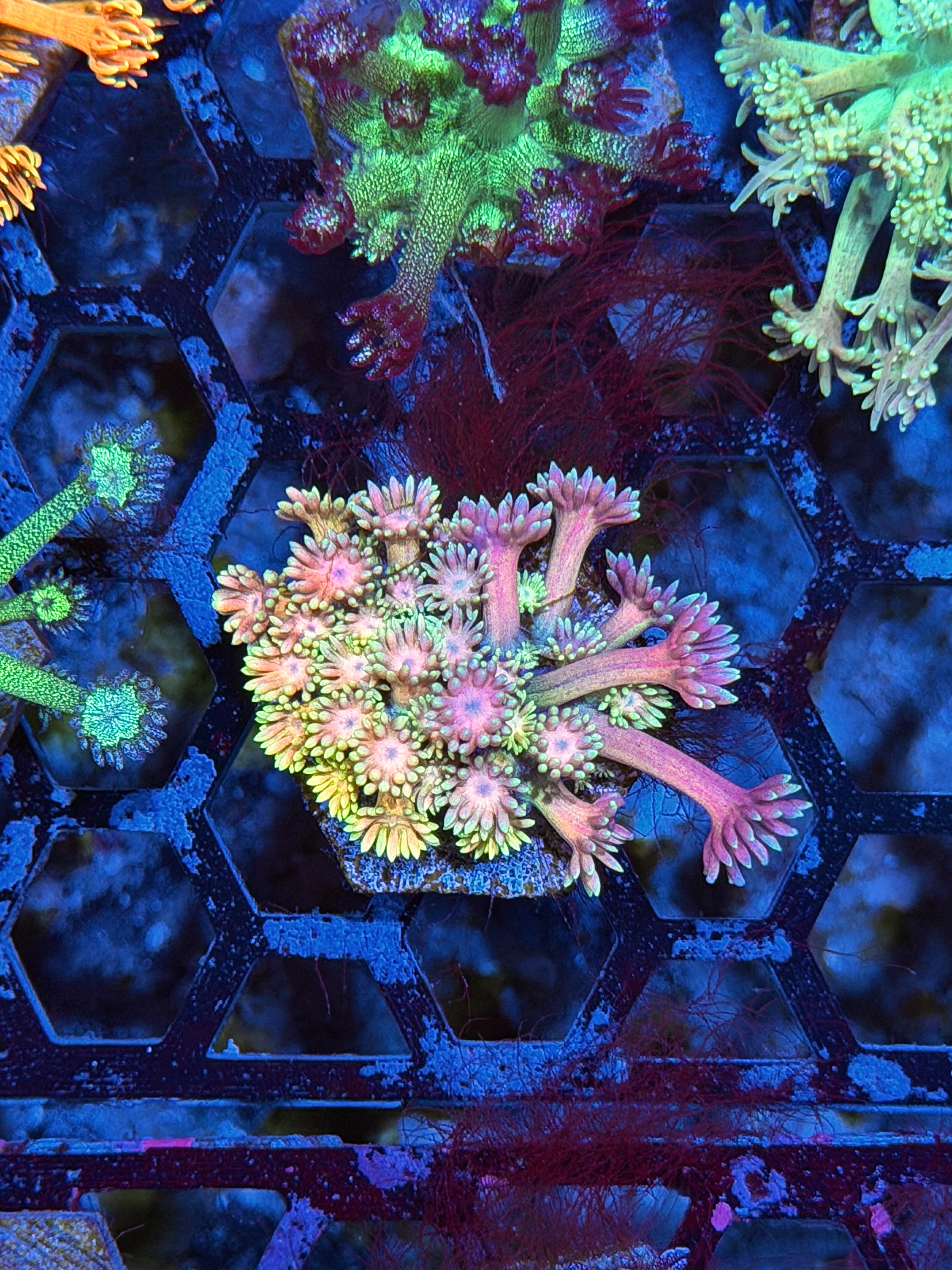 JEA Rainbow Daiquiri Goniopora Coral *New Release* 8/7
