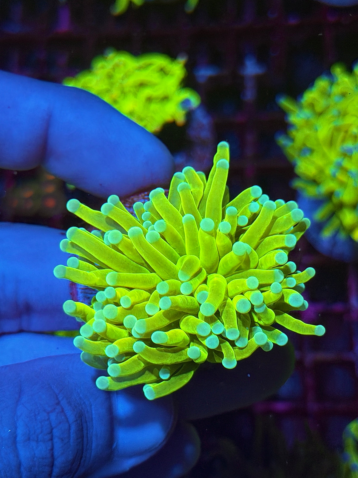 JEA Frostbite Holy Grail Torch Coral 1 Heads XL 10/21