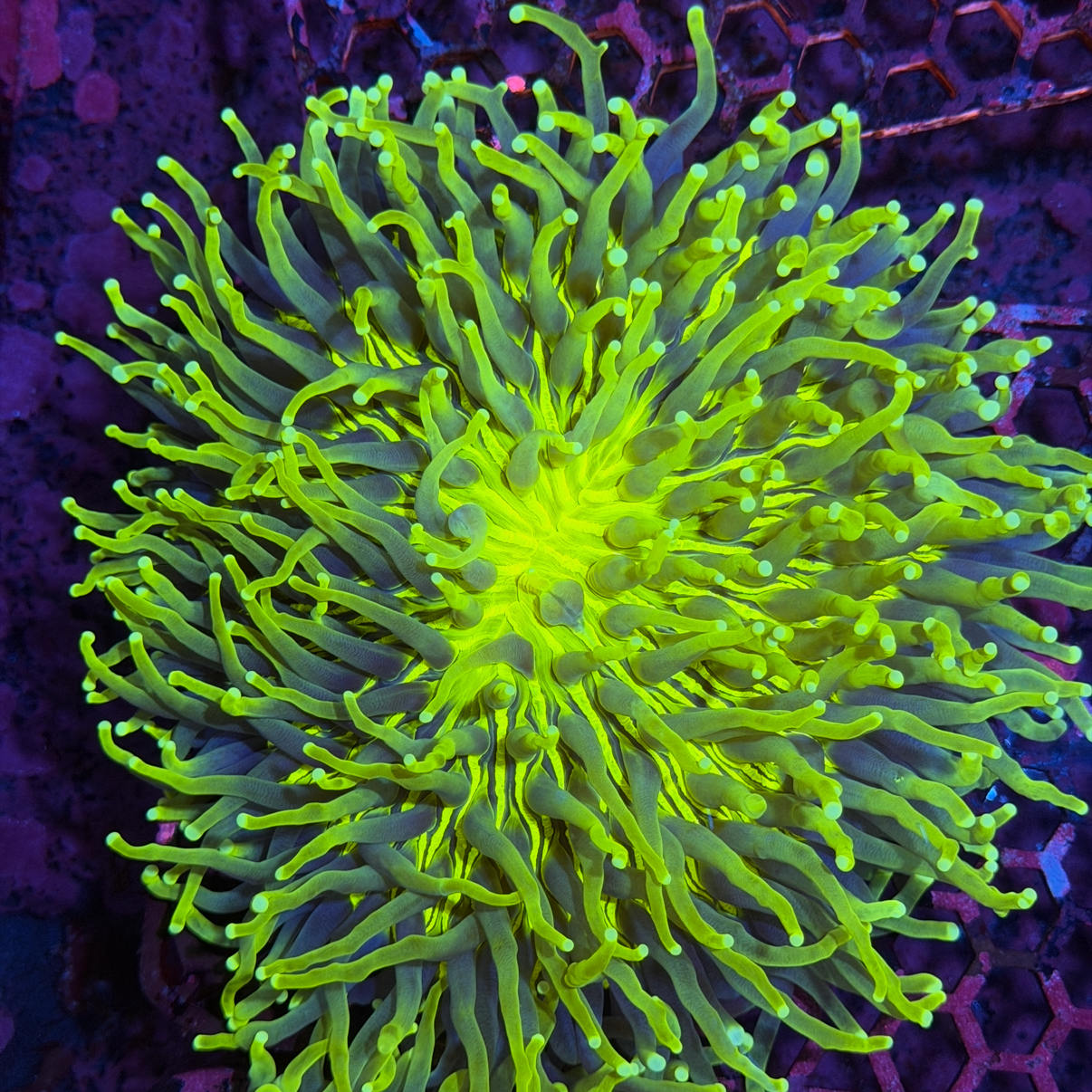 Insane Heliofungia Plate Coral XXXL Show Piece