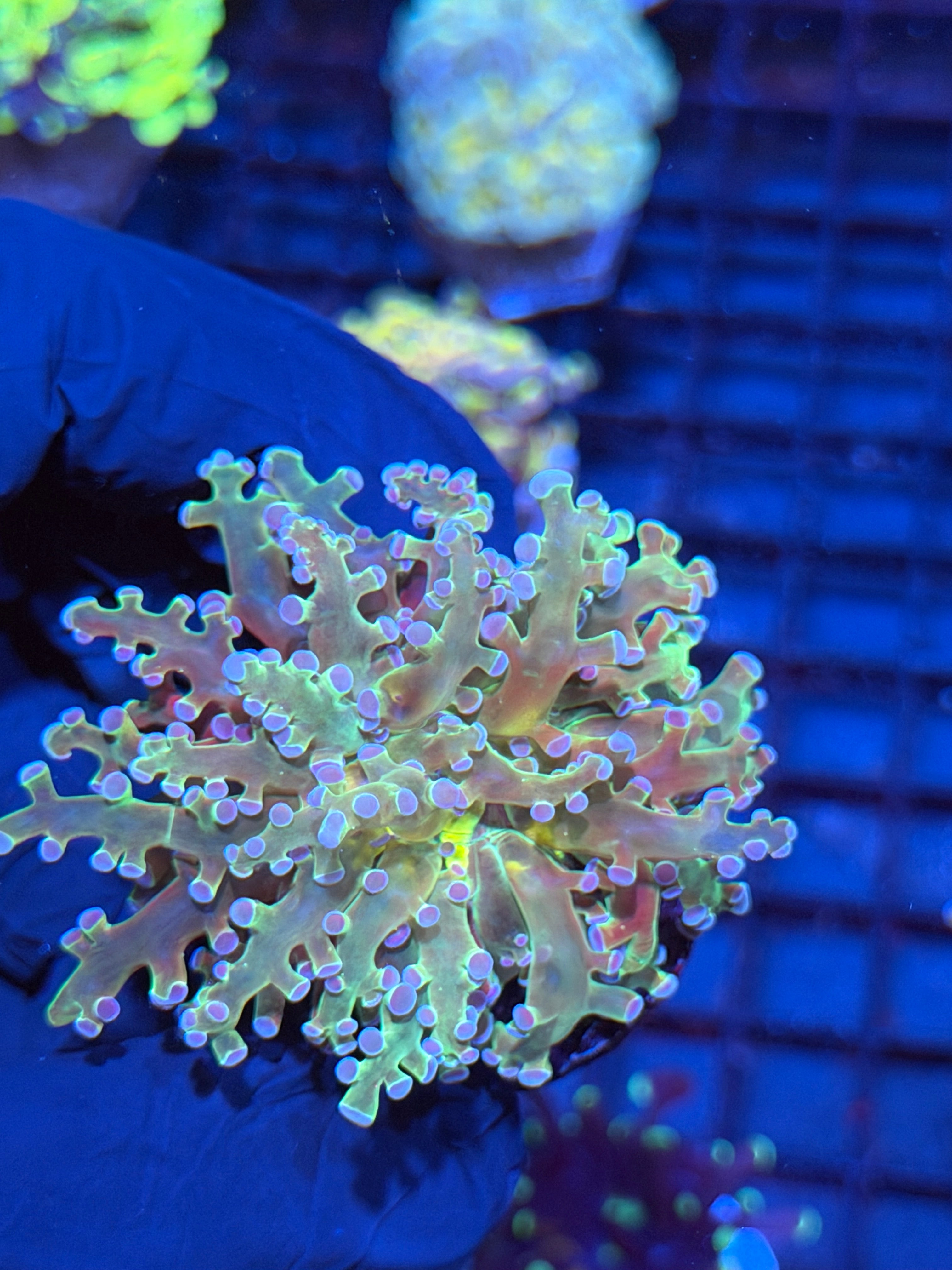 JEA Holy Relic Frogspawn Coral 1 XL Head 6/3