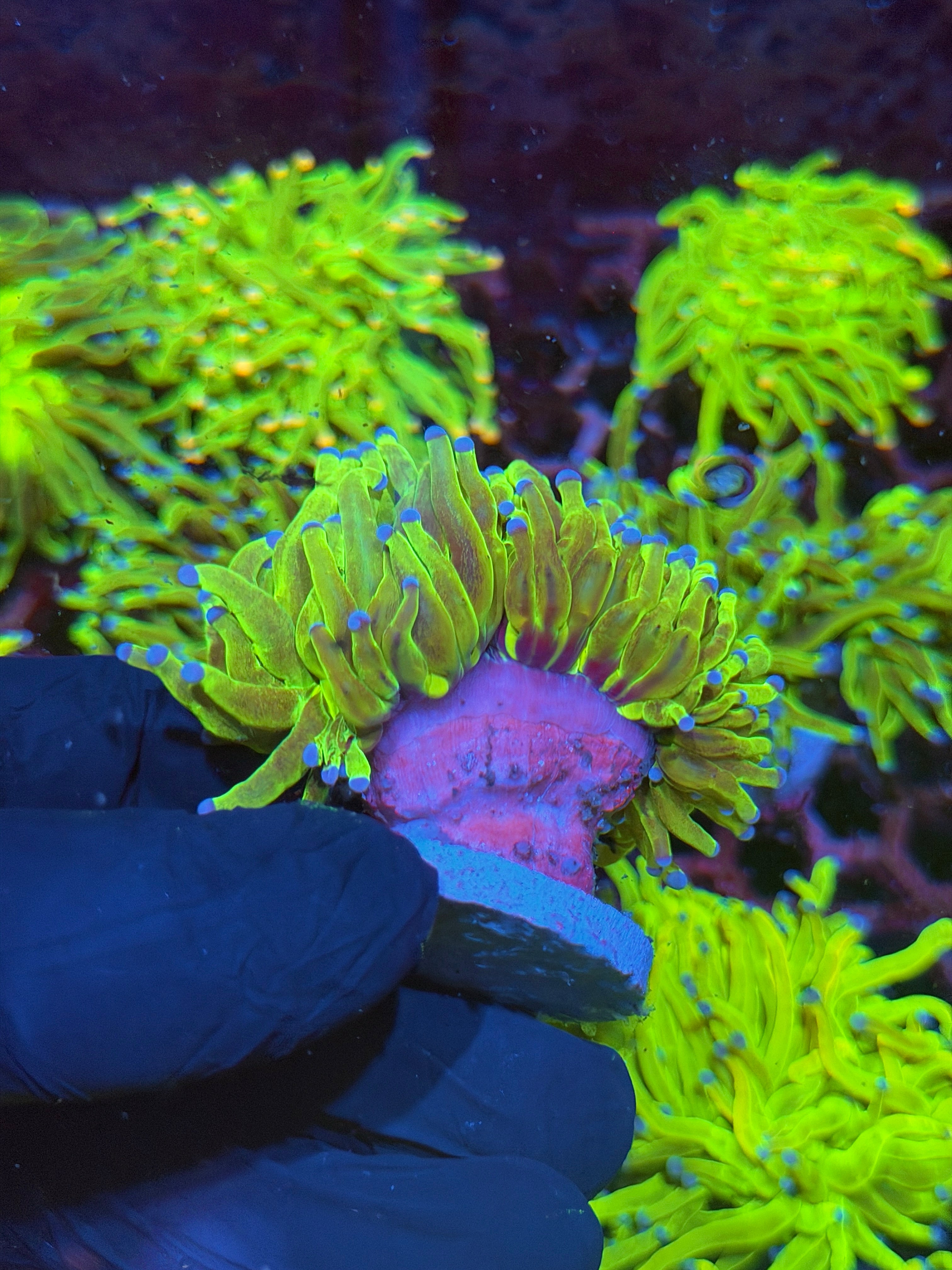 JEA Glitter Holy Grail Torch Coral 1 XXL Head