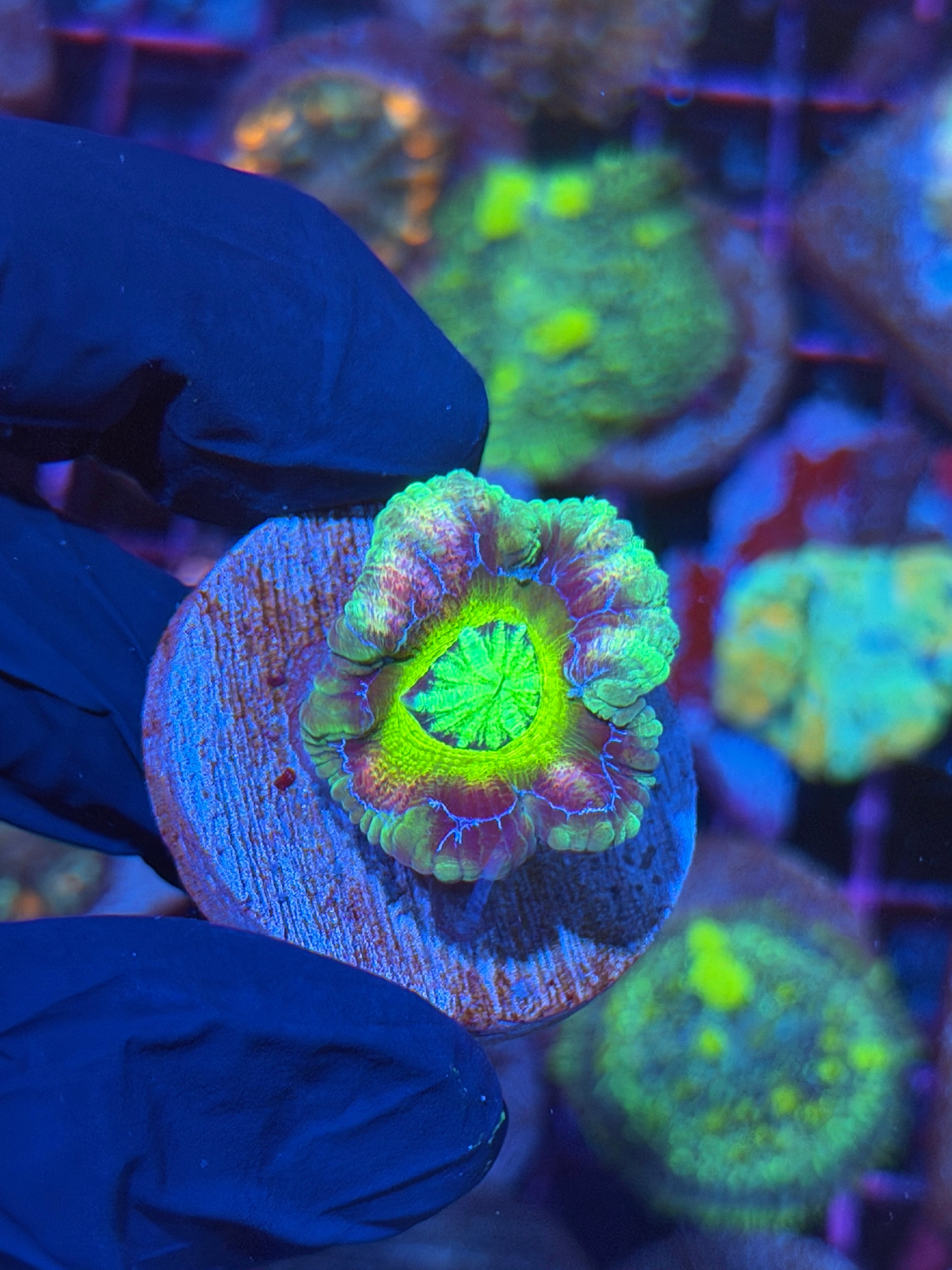 JEA Atomic Nuke Asian Acans INSANE 1 XL Head