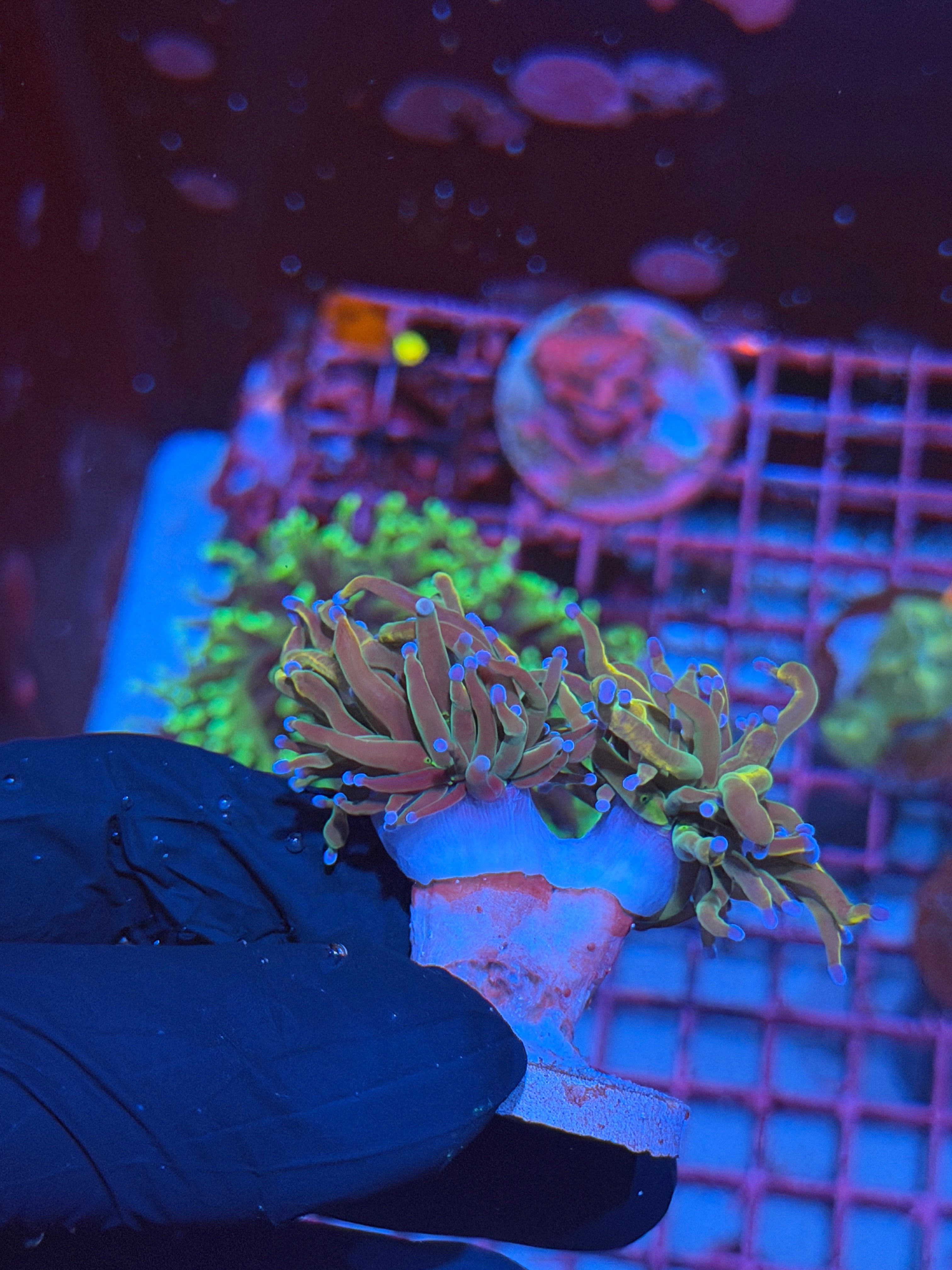 JEA Dragon Tamer Torch Coral 2 XL Heads 8/12