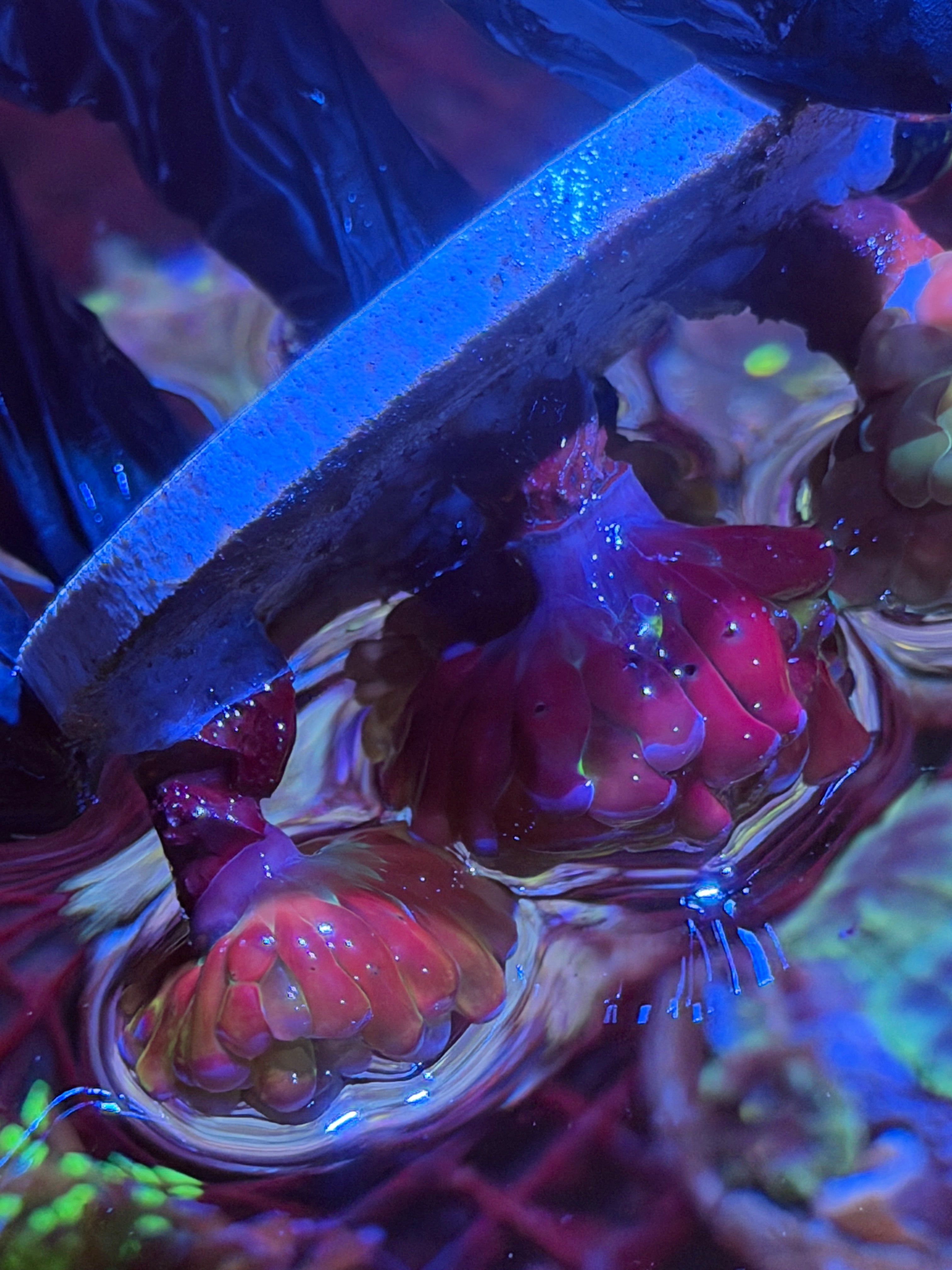 JEA High End Hammer Coral Bouquet 5-6 Heads XL