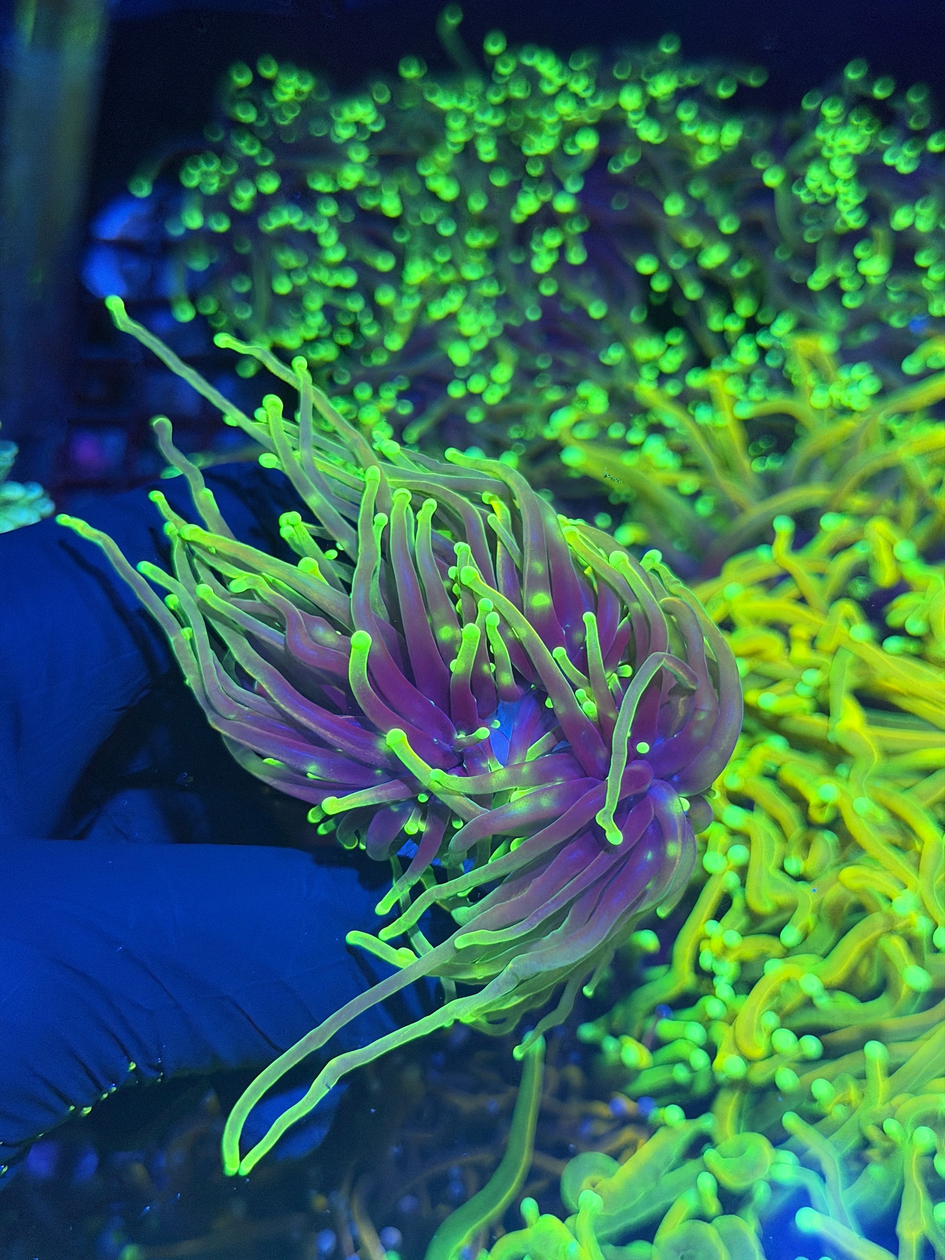 JEA Dragon Fire Torch Coral 4 Heads Splitting XXL 8/1