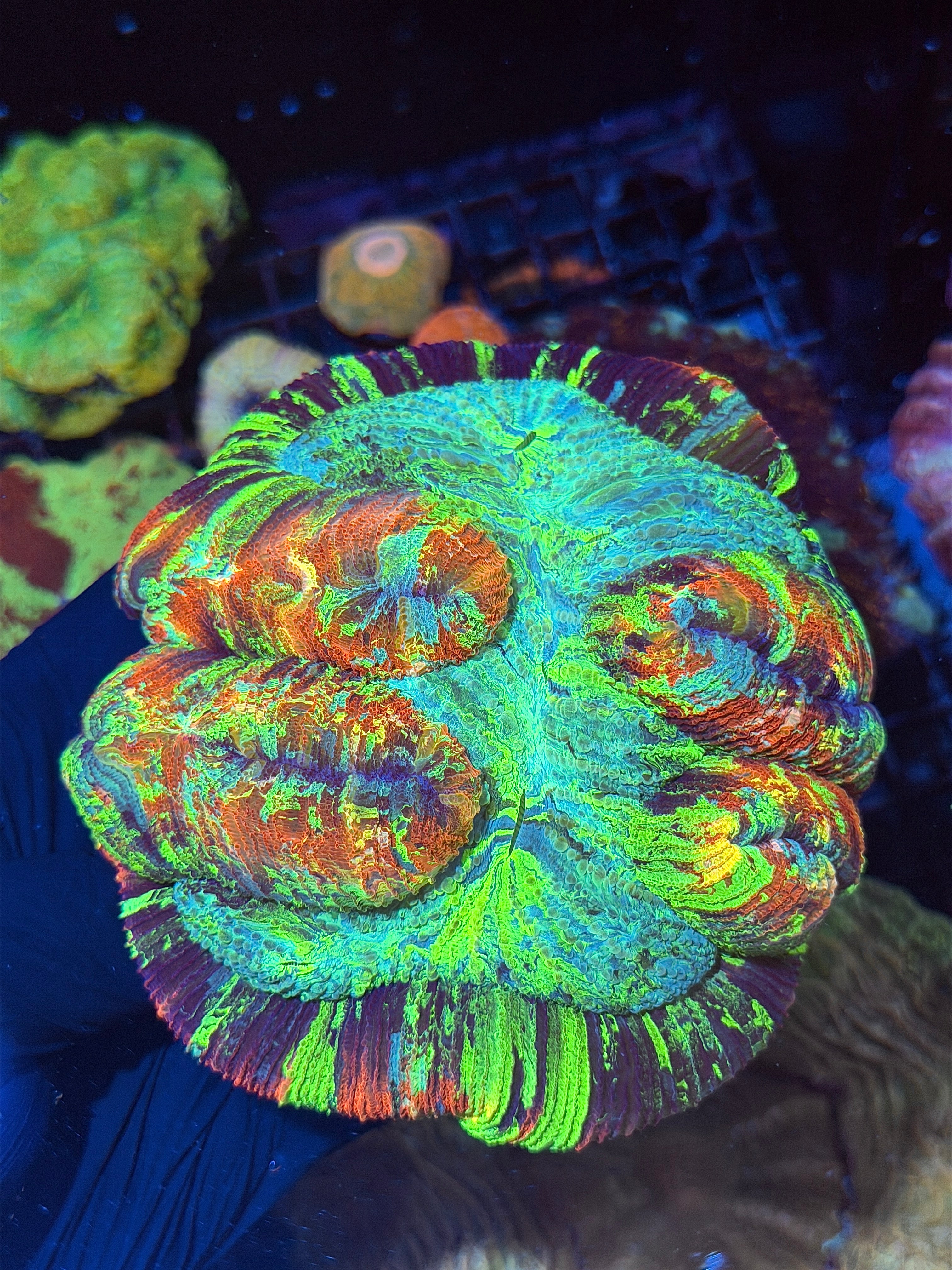 Insanely Bright Rainbow Trachyphyllia Meat Coral XXXL Show Piece