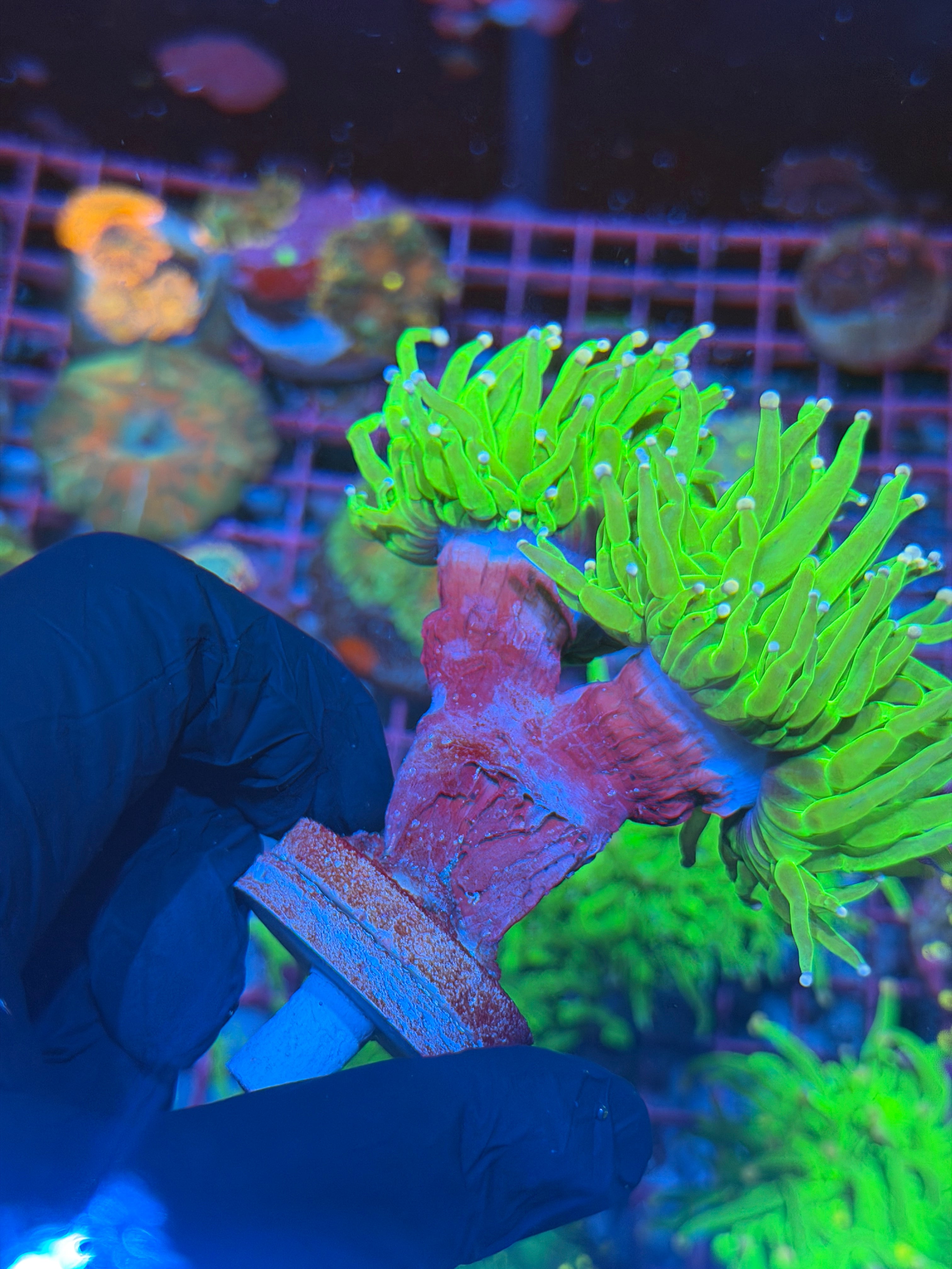 JEA Jolly Rancher Torch Coral 2 Heads XXL 8/1
