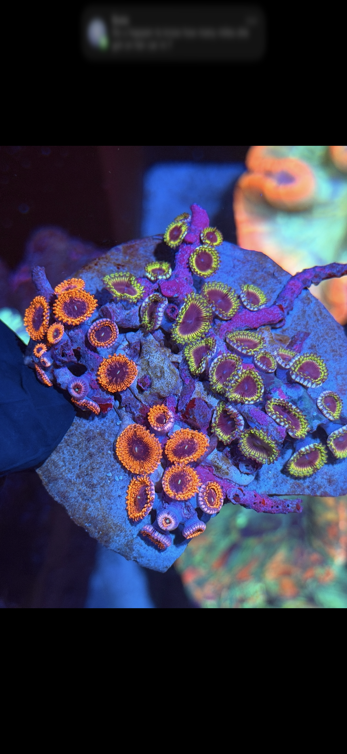Mixed Zoanthid Coral Plate Colony -