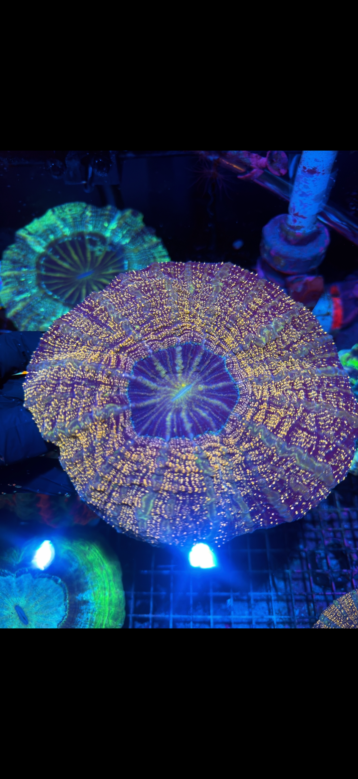 Orange Glitter Acanthophyllia Meat Coral XXL 9/27