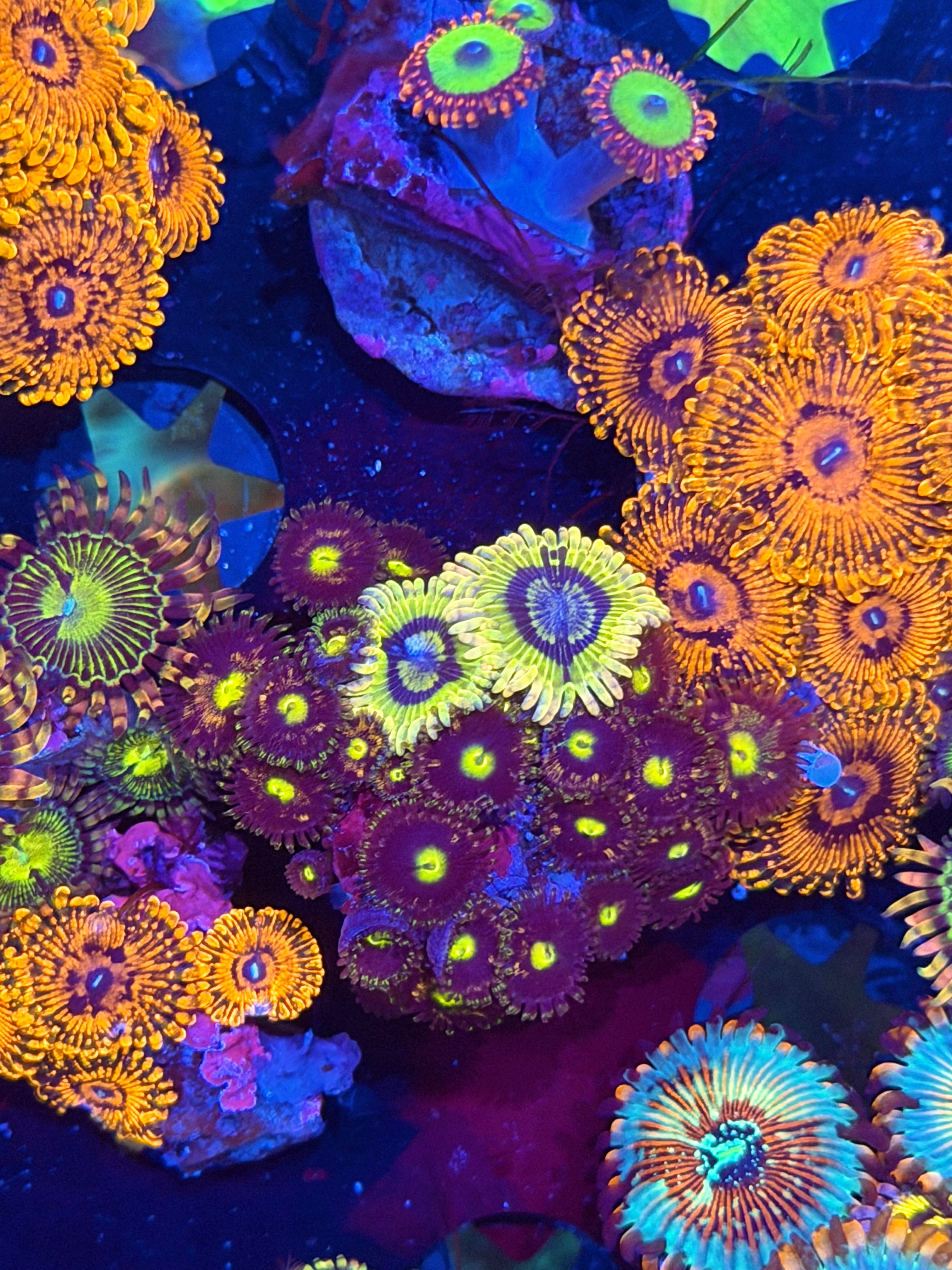 JEA Chiquita Combo Zoanthid Coral XL