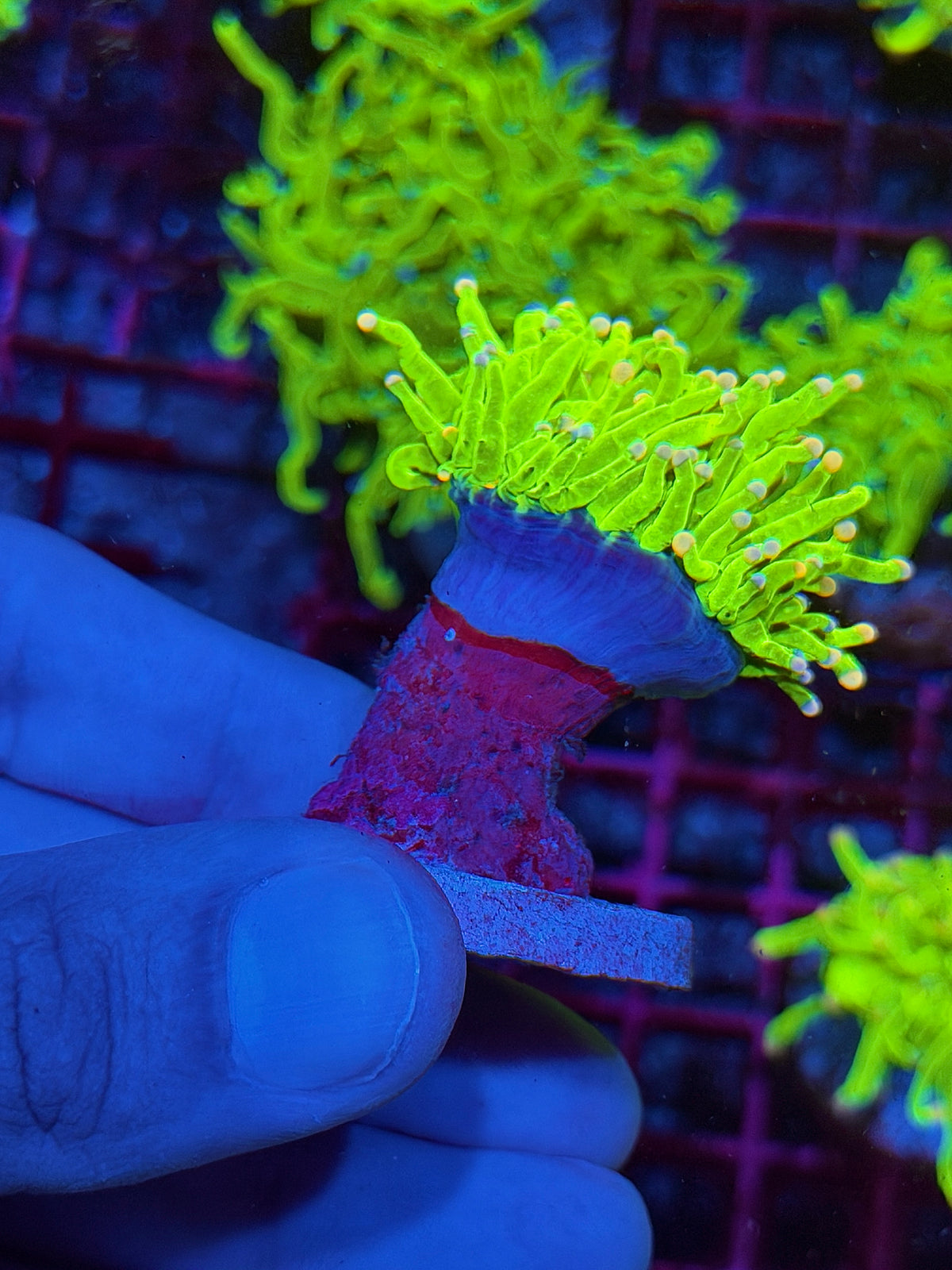 JEA Skittles Holy Grail Torch Coral 1 XXL Head 10/21