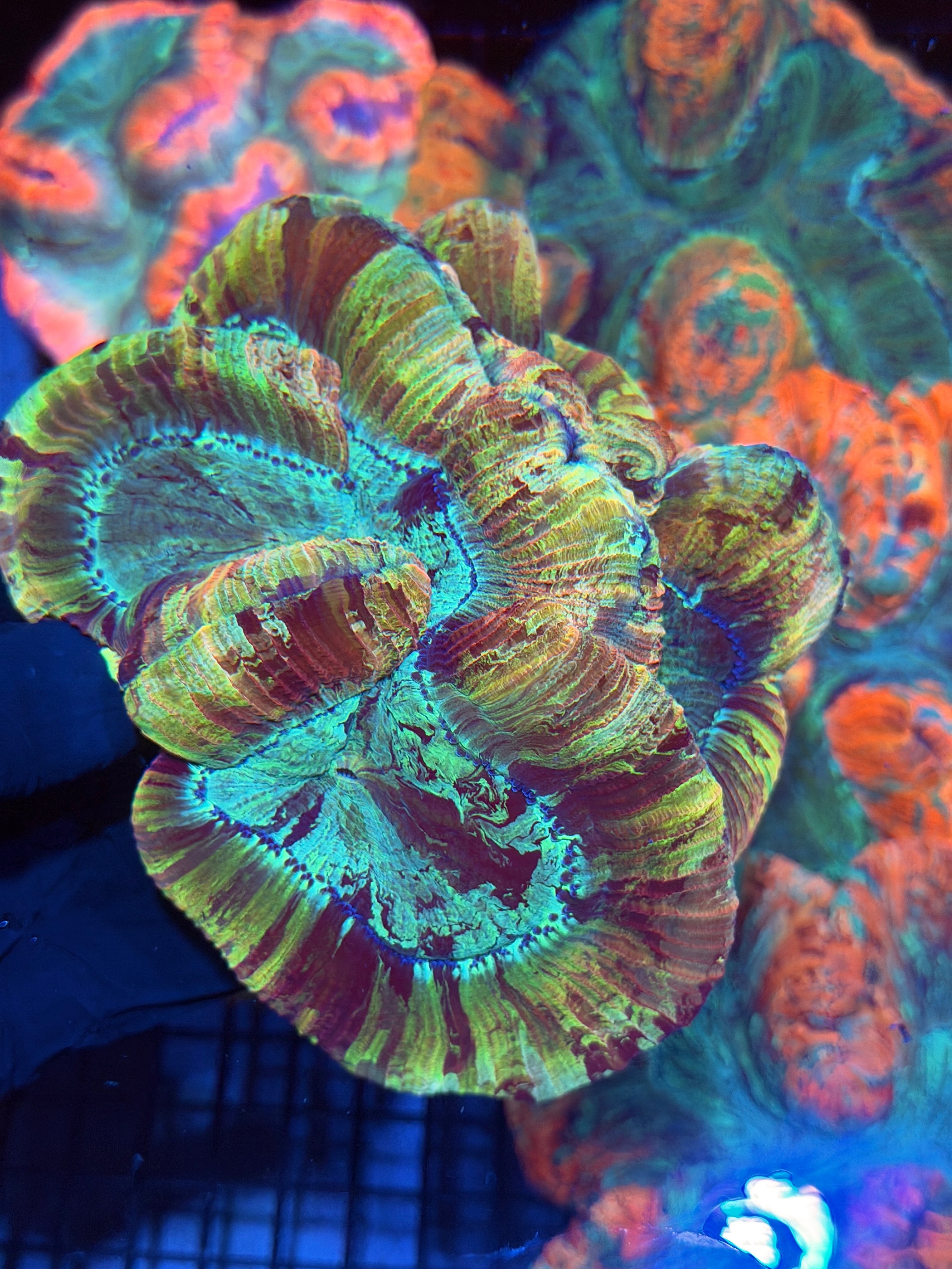 Rainbow Indo Trachyphyllia Meat Coral XXL Show Piece 12/1