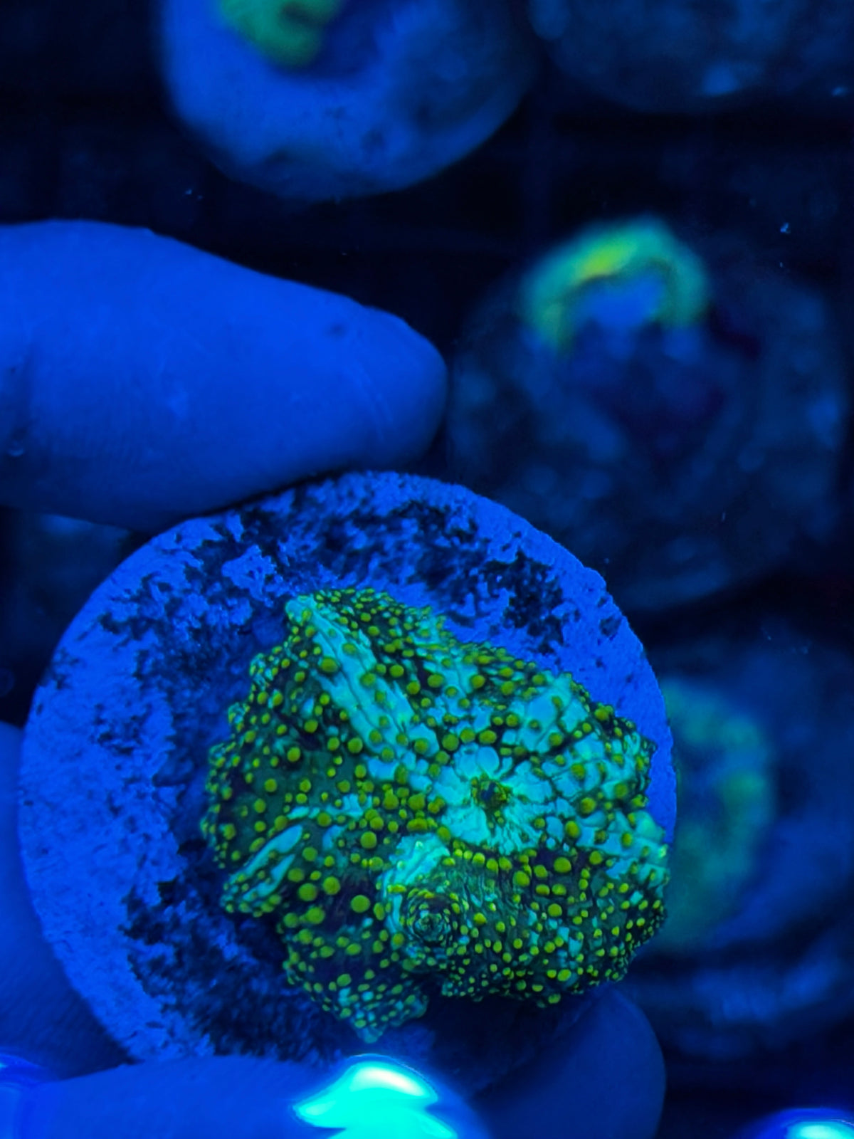JEA King Midas Jawbreaker Mushroom Coral 9/22