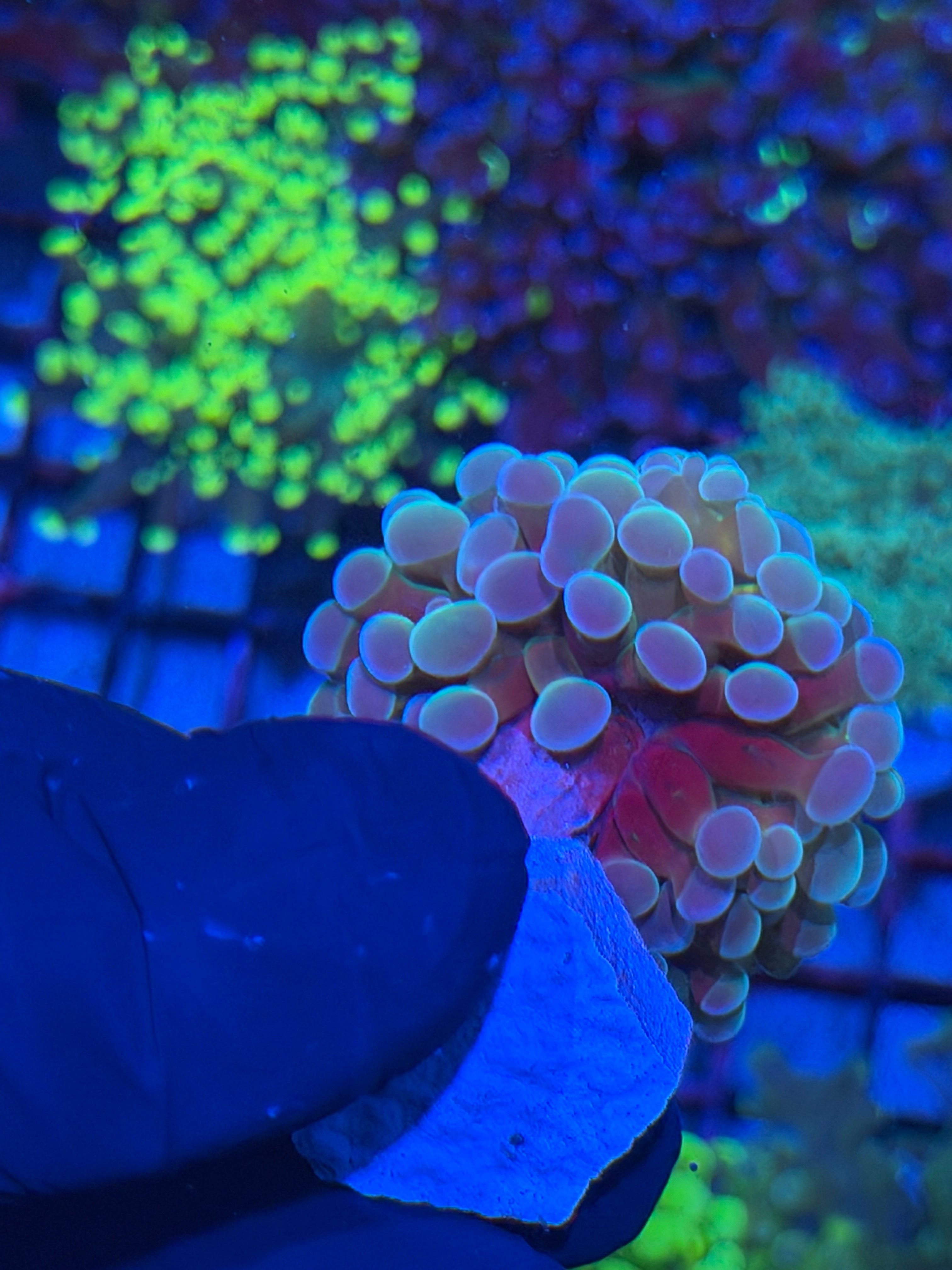 JEA Thors Hammer Coral 1 XL Head Splitting 7/22