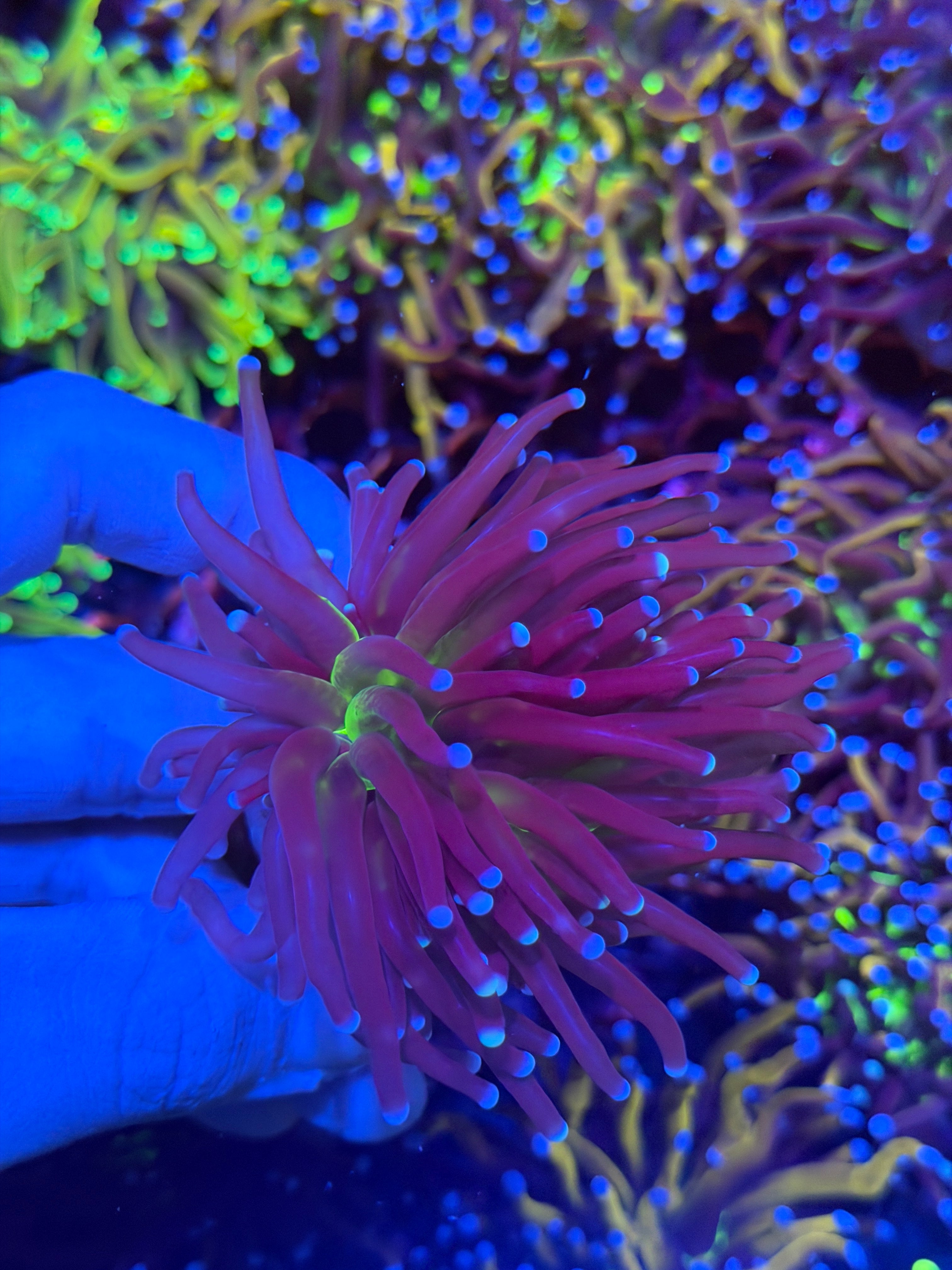 JEA Death Goddess 1 XL Head