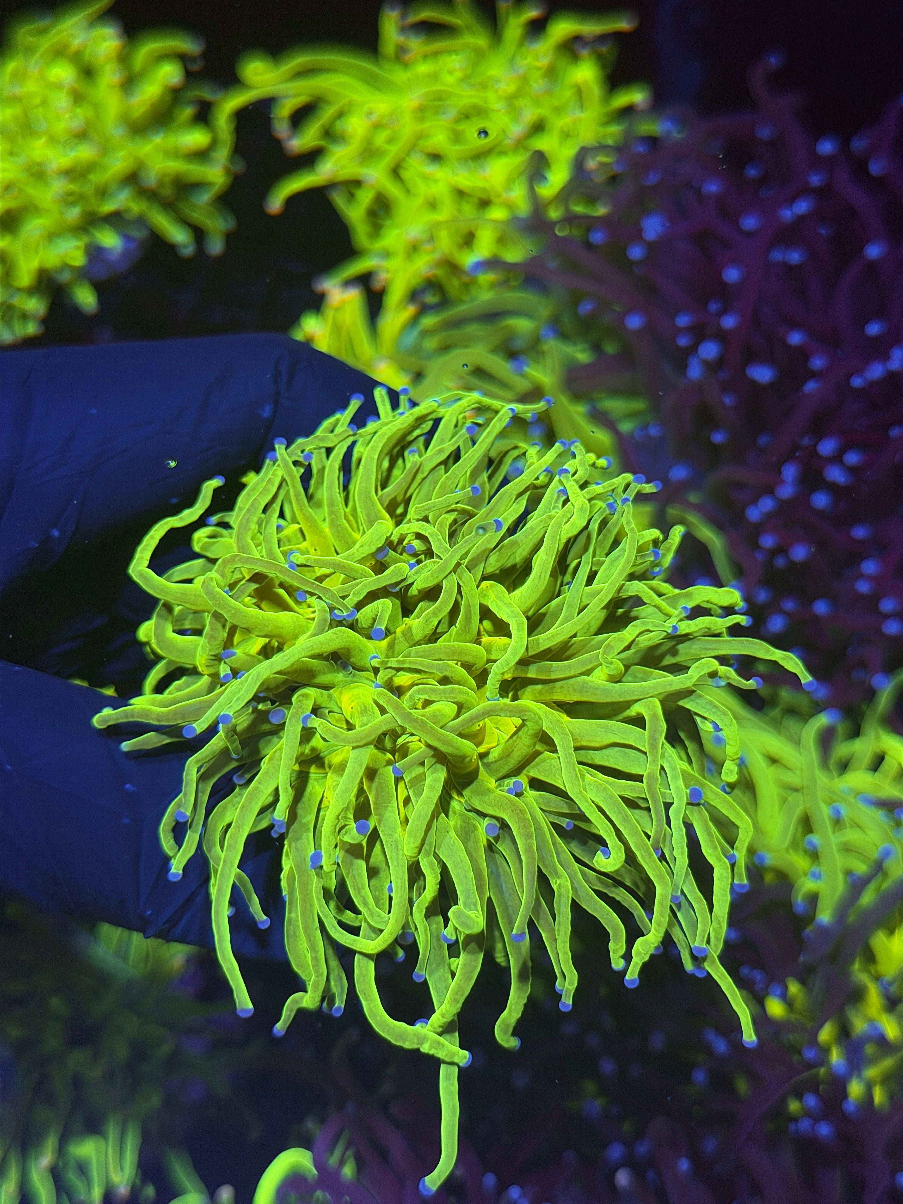 JEA 24K Holy Grail Torch Coral 2 Heads Splitting XL