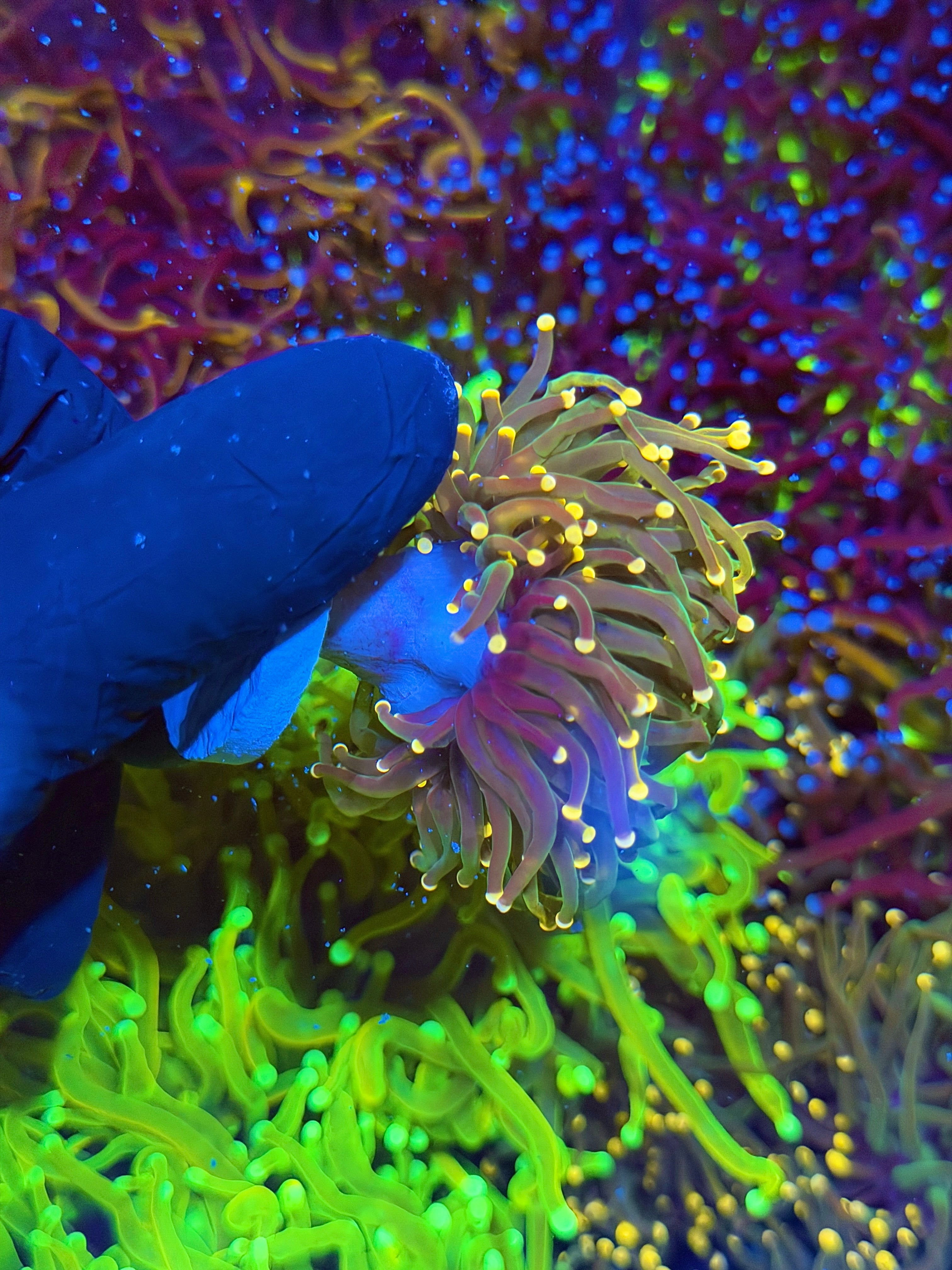 JEA Darksiders Torch Coral 2 XL Heads Splitting to 3 7/9