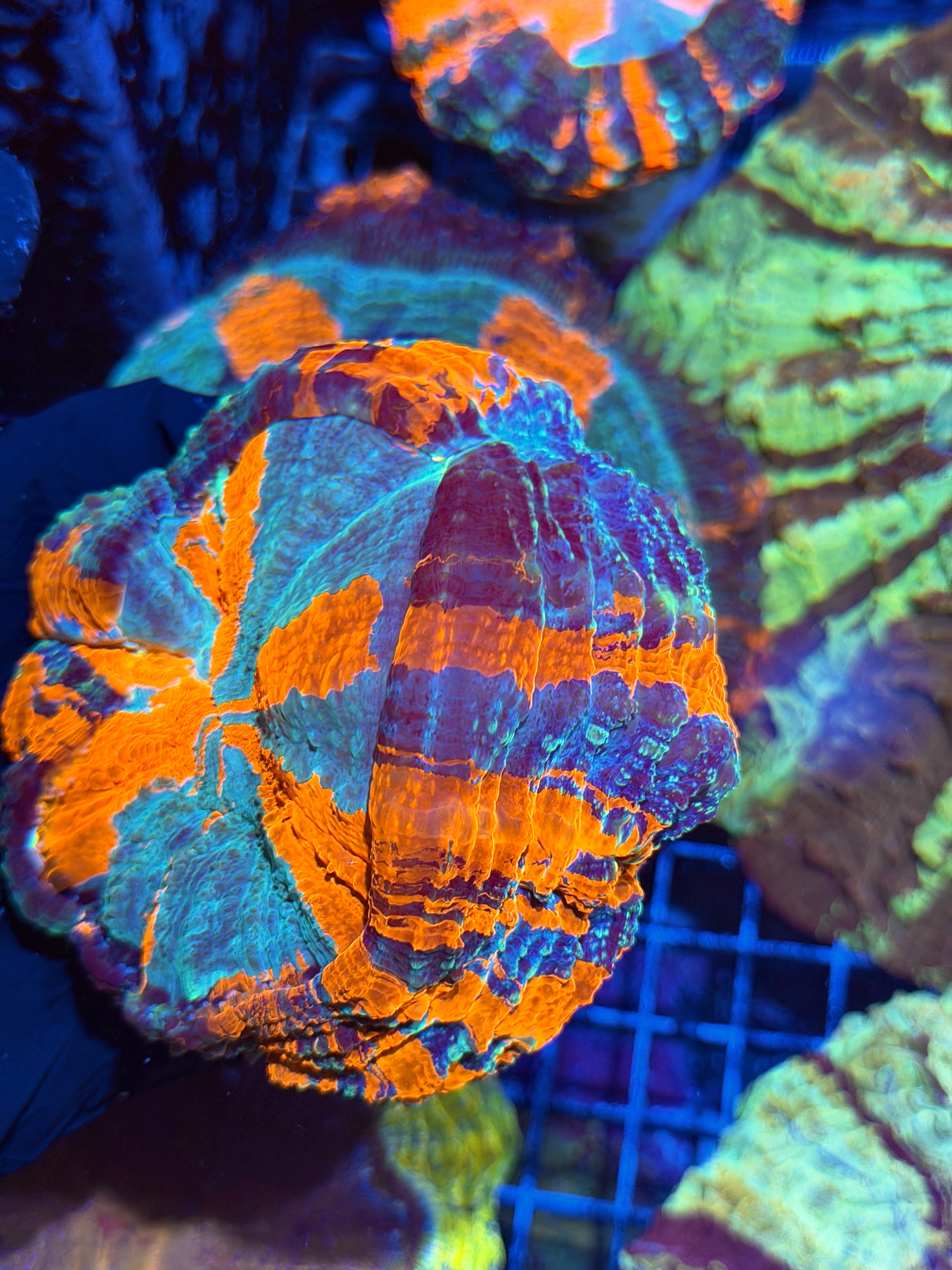 Insane Bright Striped Acanthophyllia Meat Coral XL 6/4