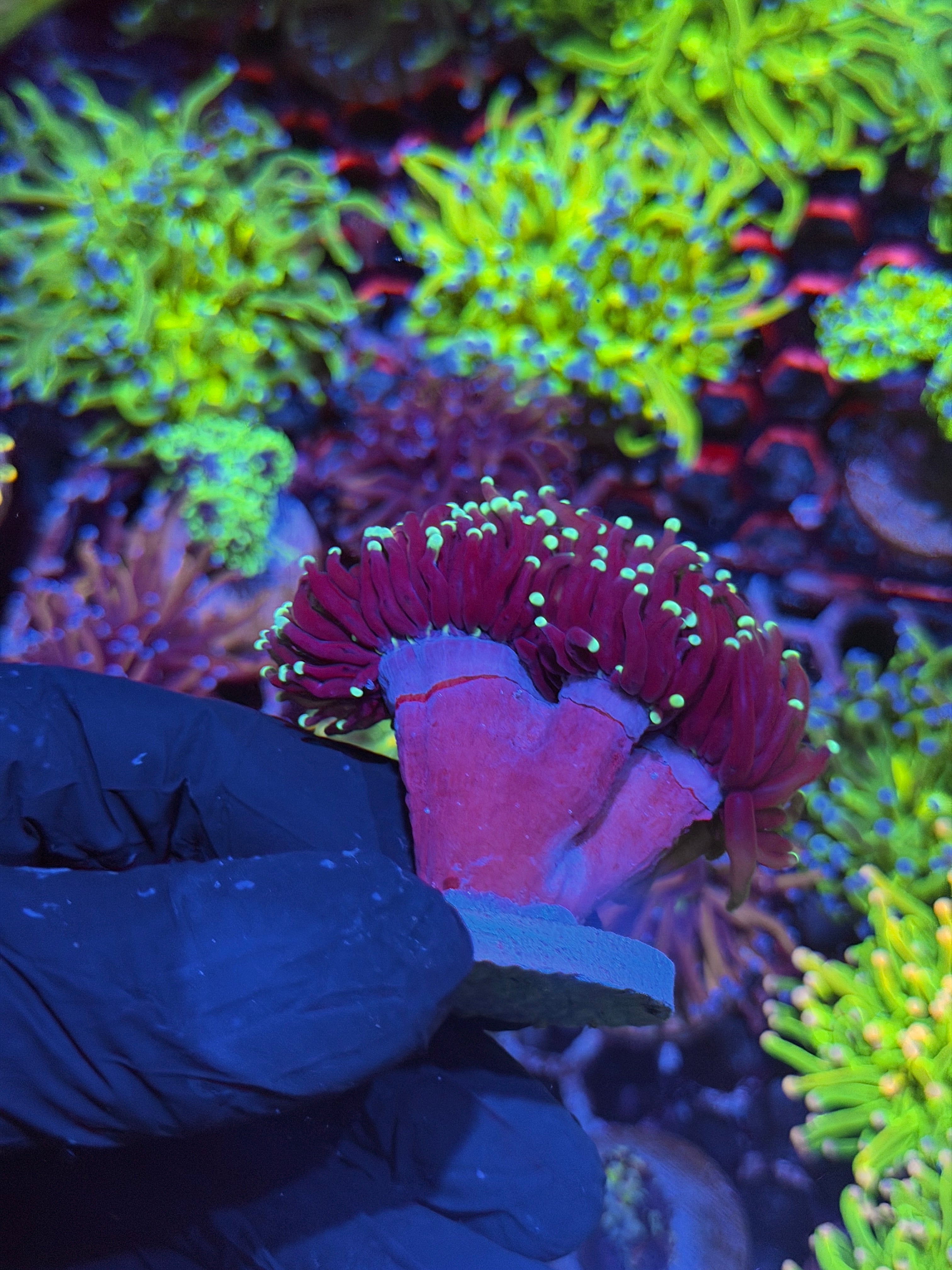 JEA Jester Torch Coral 3 Heads Splitting XXL
