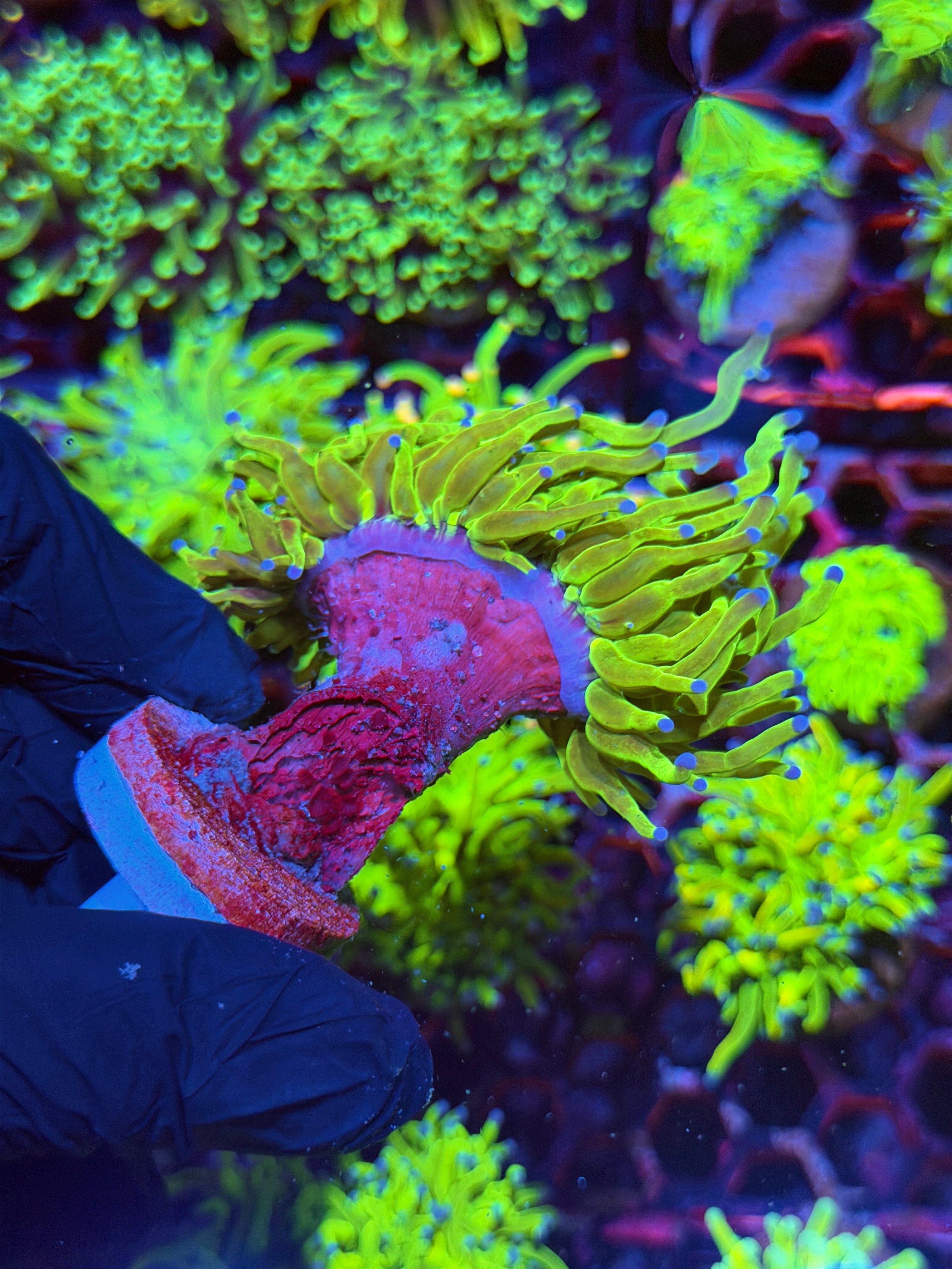JEA Holy Grail Torch Coral 2 Splitting Heads XL 8/28