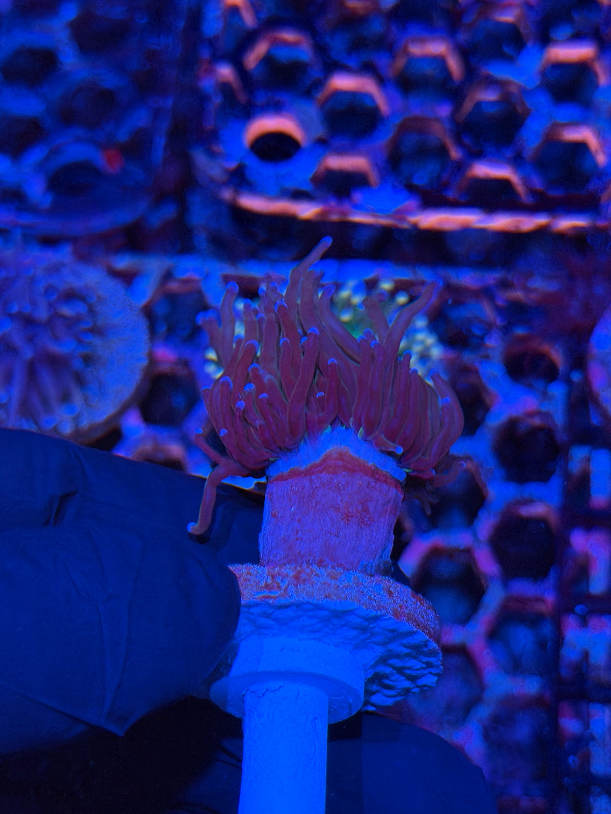 JEA Dragon Tamer Torch Coral 1 XL Head Splitting 9/22