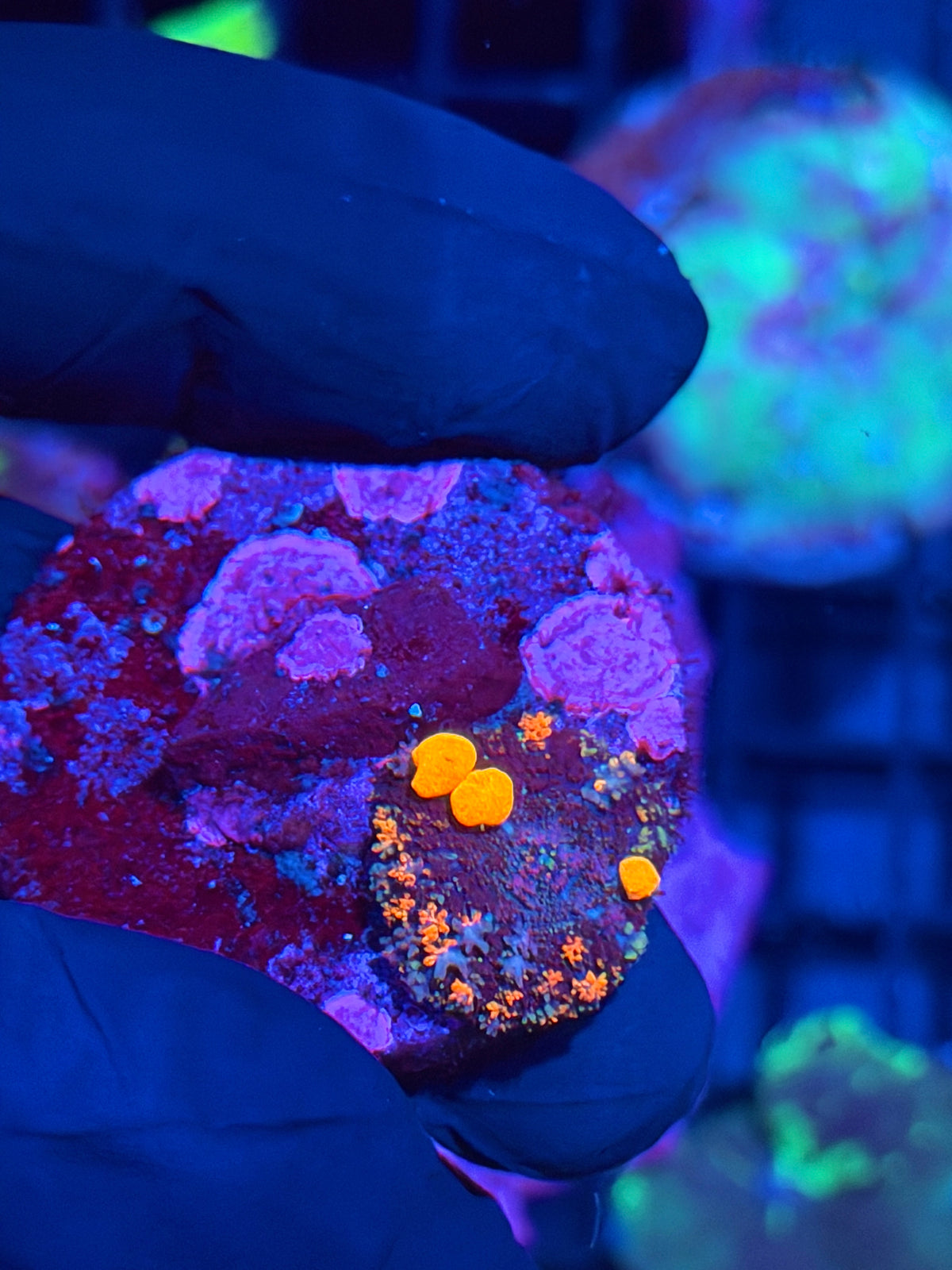 JEA POP Rocks Bounce Mushroom Coral 9/27